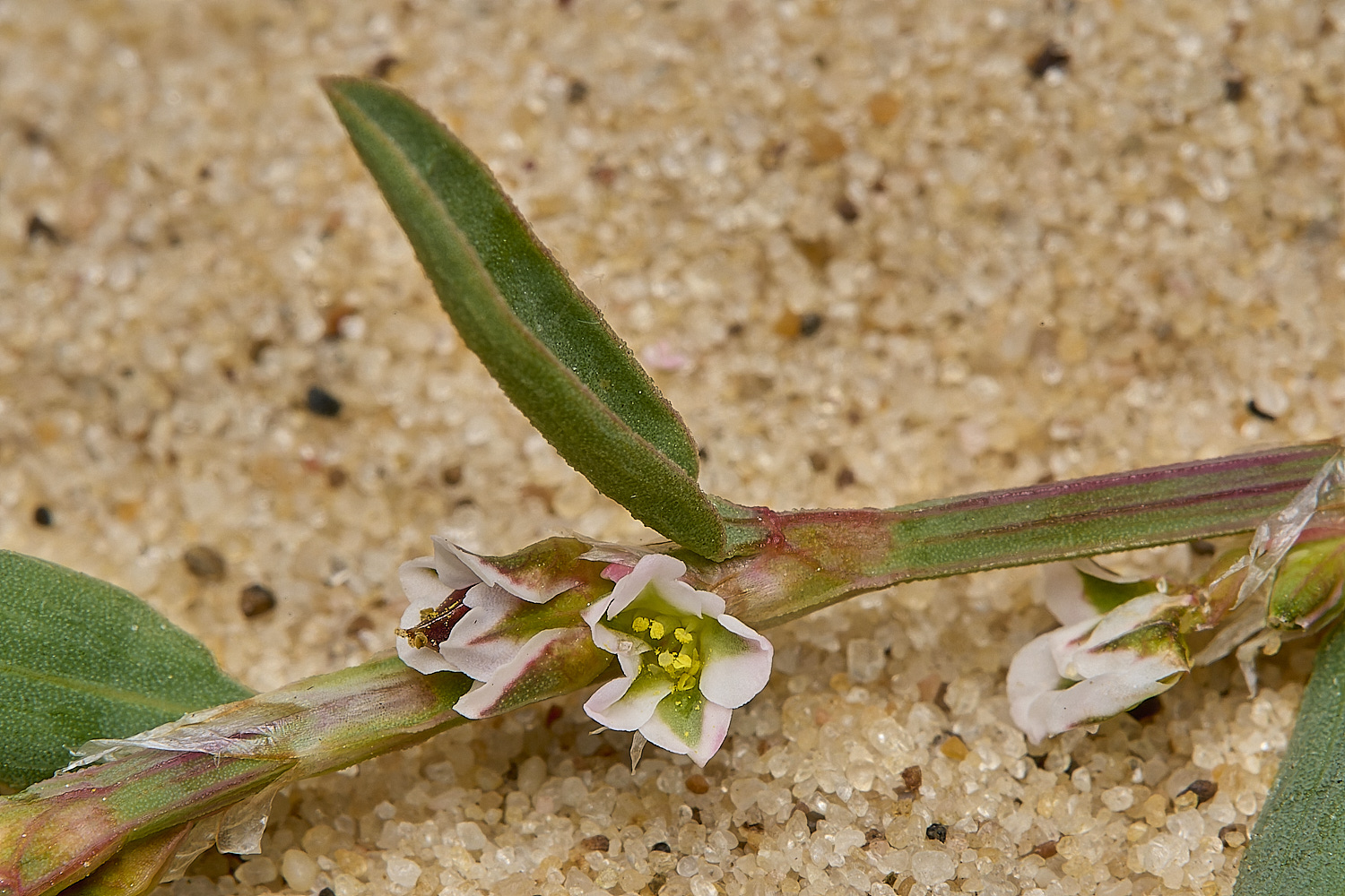 GreatYarmouthRay&#39;sKnotgrass190724-23