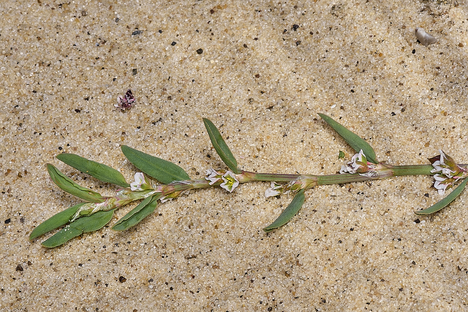 GreatYarmouthRay&#39;sKnotgrass190724-24