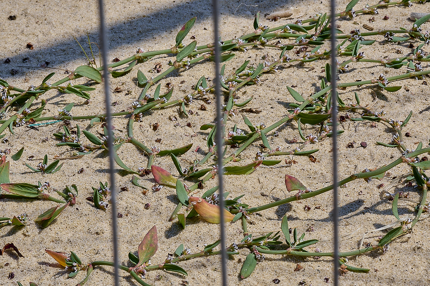 GreatYarmouthRay&#39;sKnotgrass190724-25