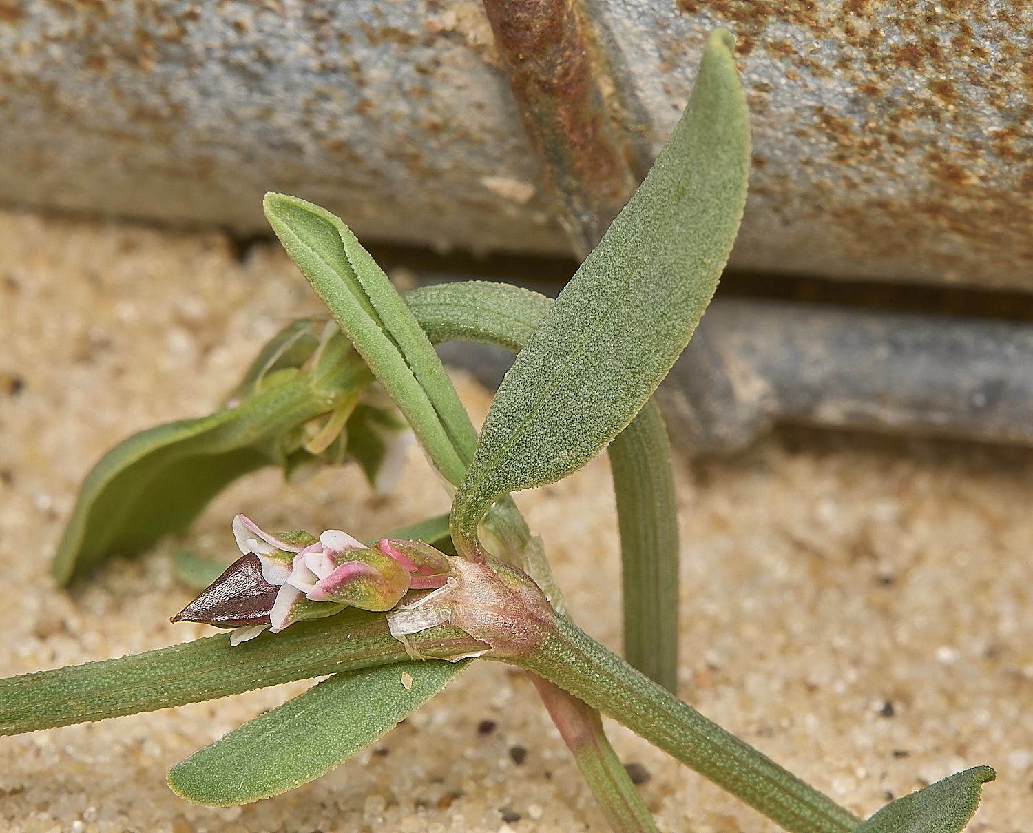 GreatYarmouthRay&#39;sKnotgrass190724-26