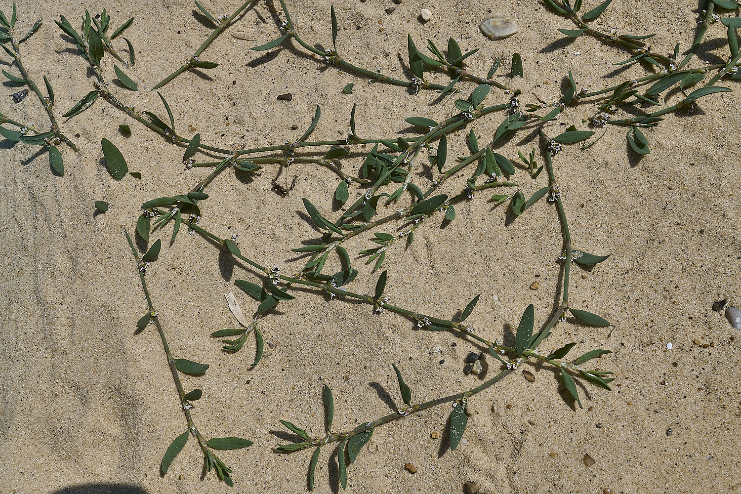 GreatYarmouthRay&#39;sKnotgrass190724-3-NEF-