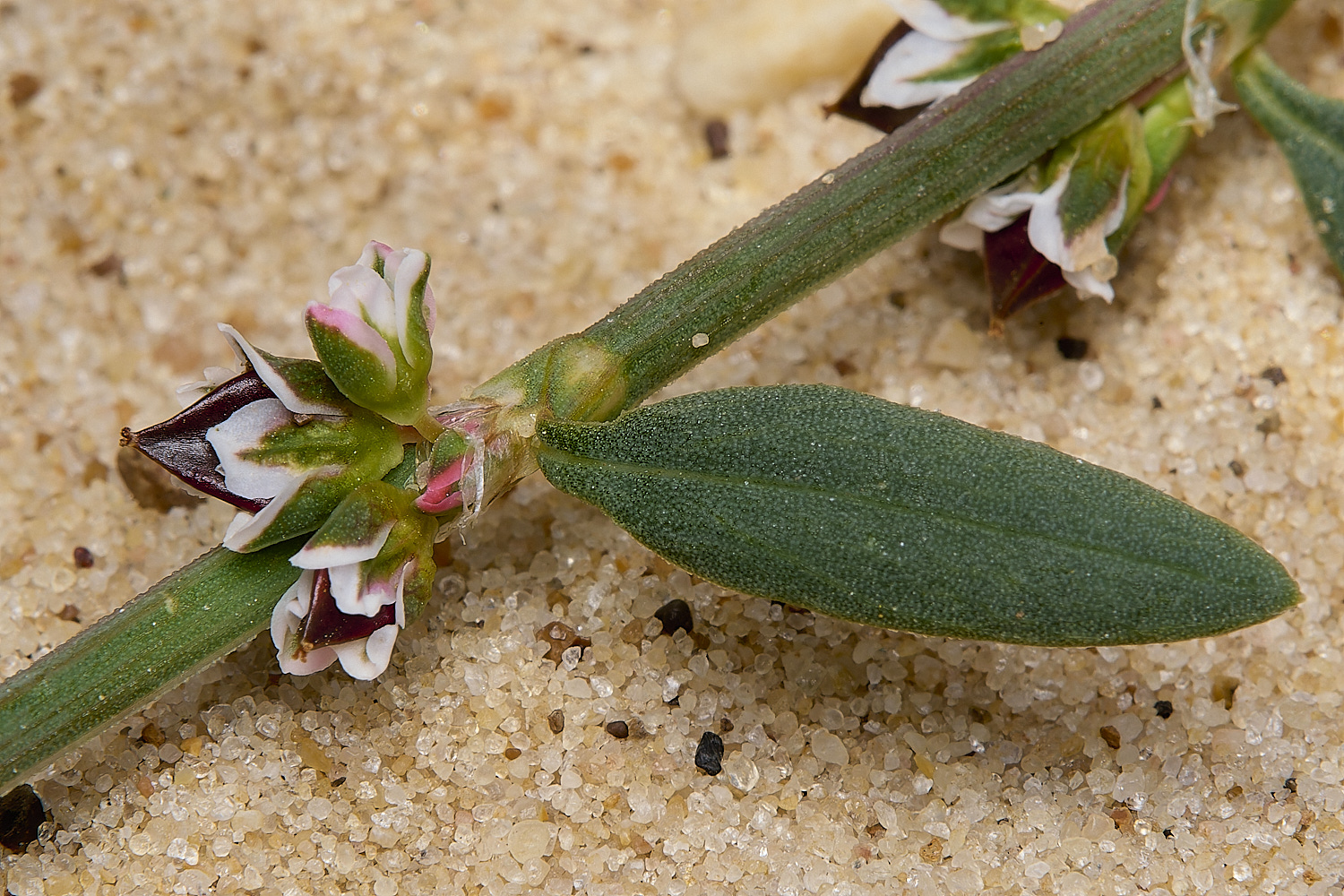 GreatYarmouthRay&#39;sKnotgrass190724-6