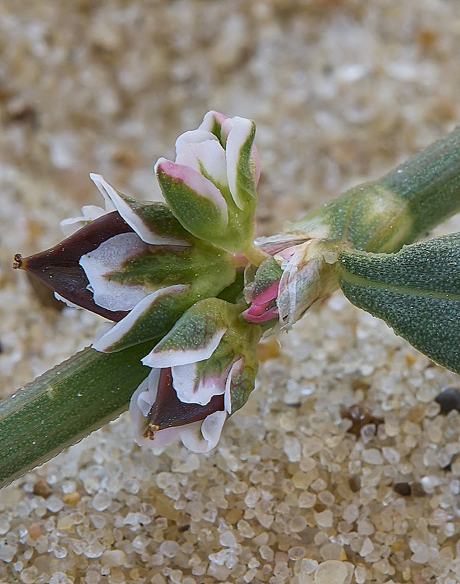 GreatYarmouthRay&#39;sKnotgrass190724-7