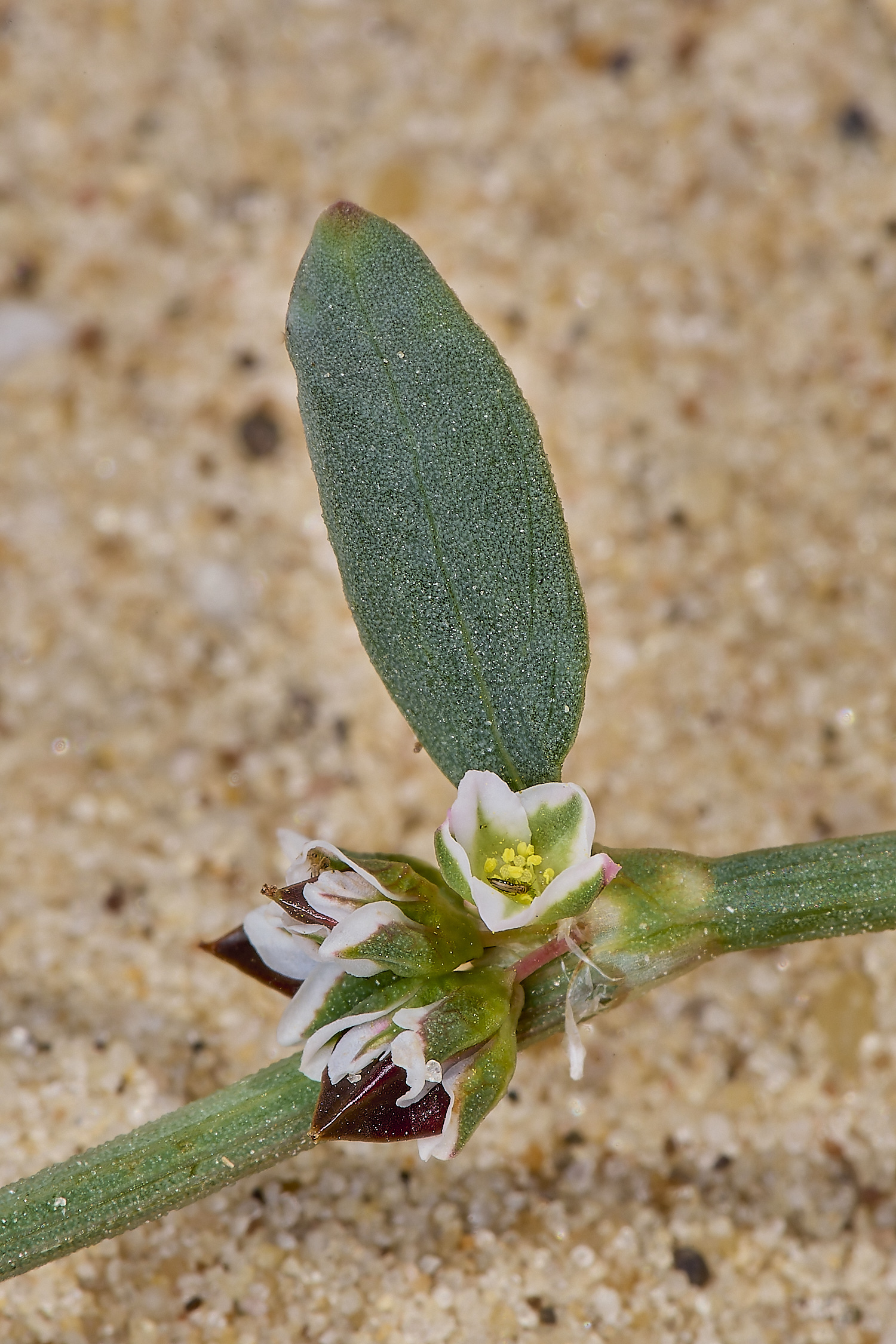 GreatYarmouthRay&#39;sKnotgrass190724-8