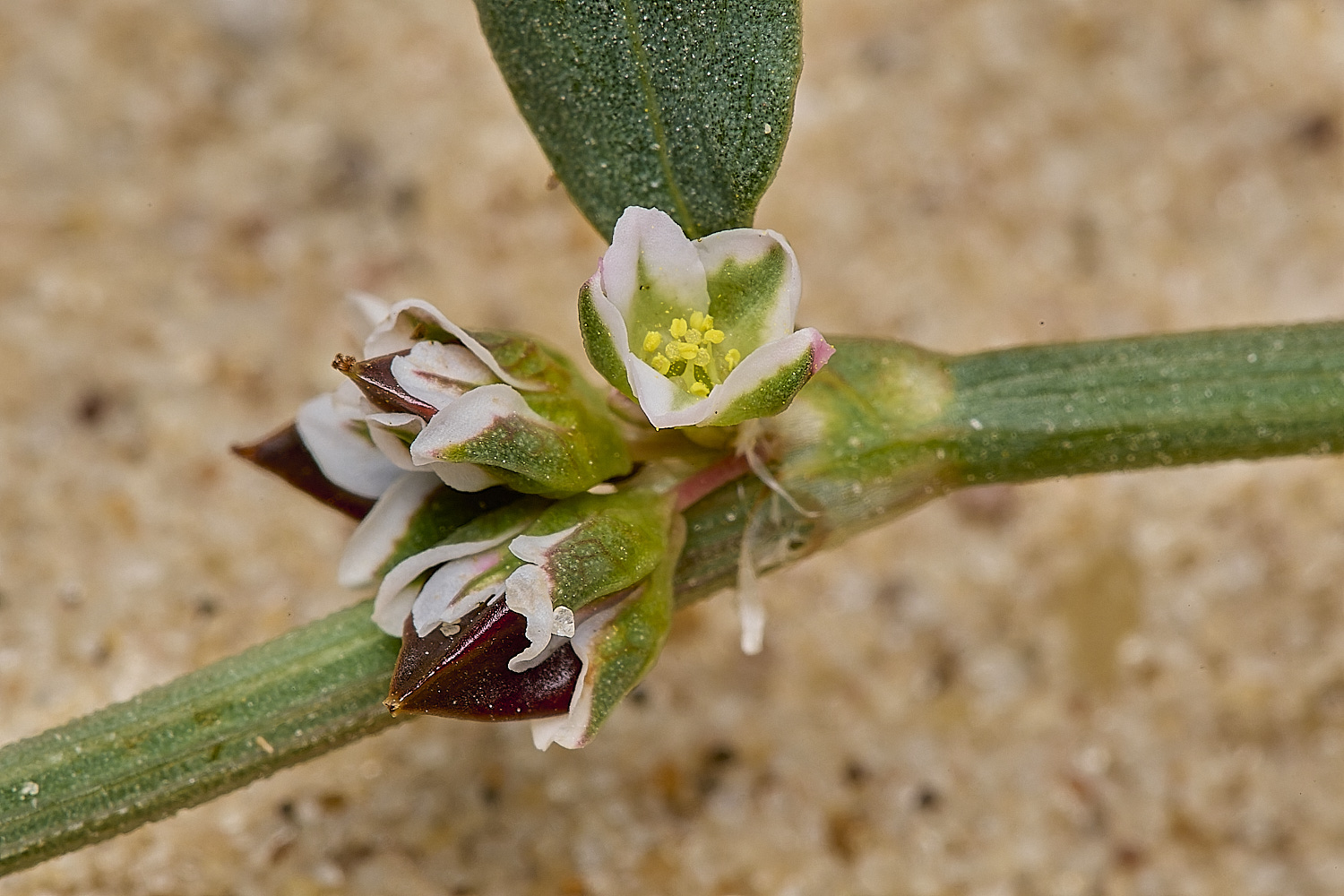 GreatYarmouthRay&#39;sKnotgrass190724-9