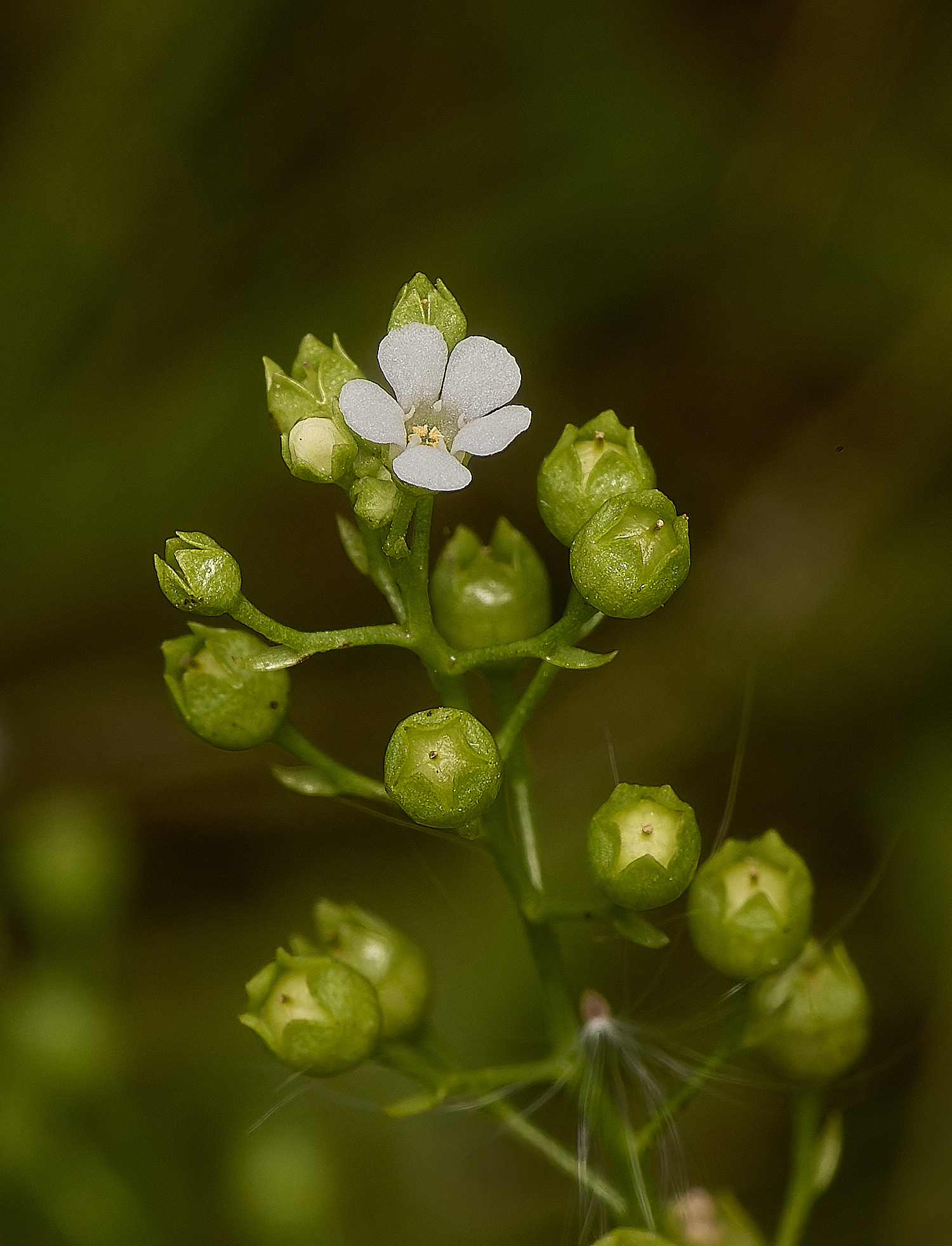 GrimstoneWarrenBrookweed280824-1