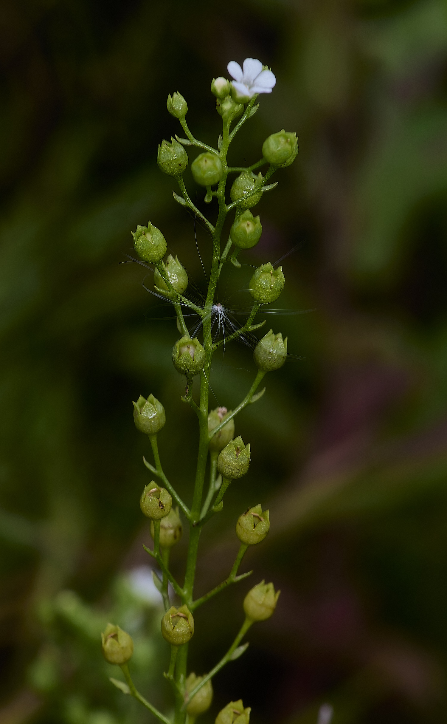 GrimstoneWarrenBrookweed280824-2