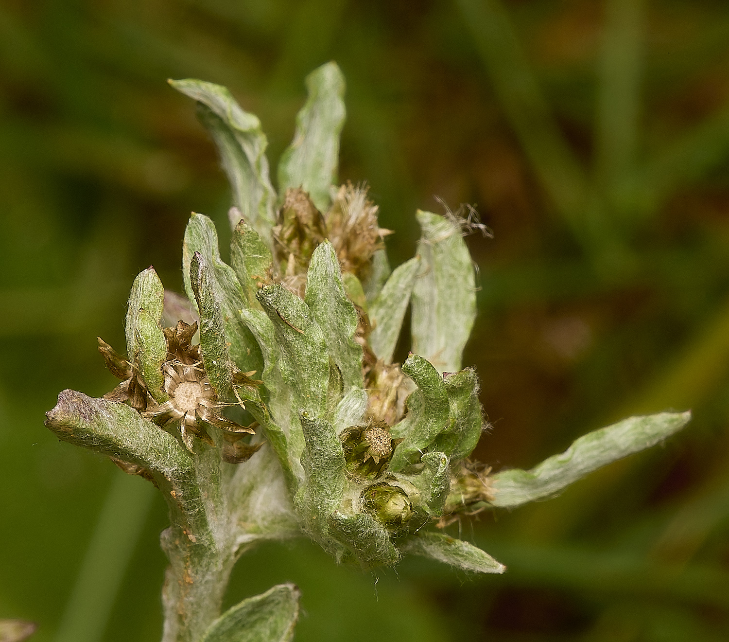 GrimstoneWarrenCudweed280824-2