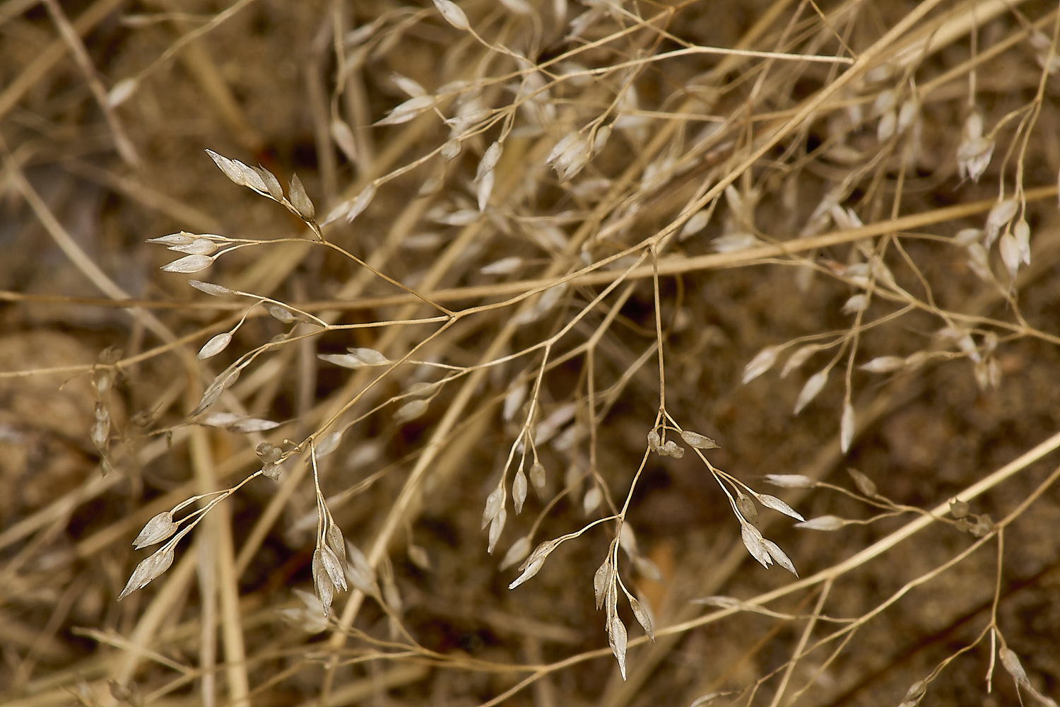 GrimstoneWarrenEarlyHairGrass280824-1