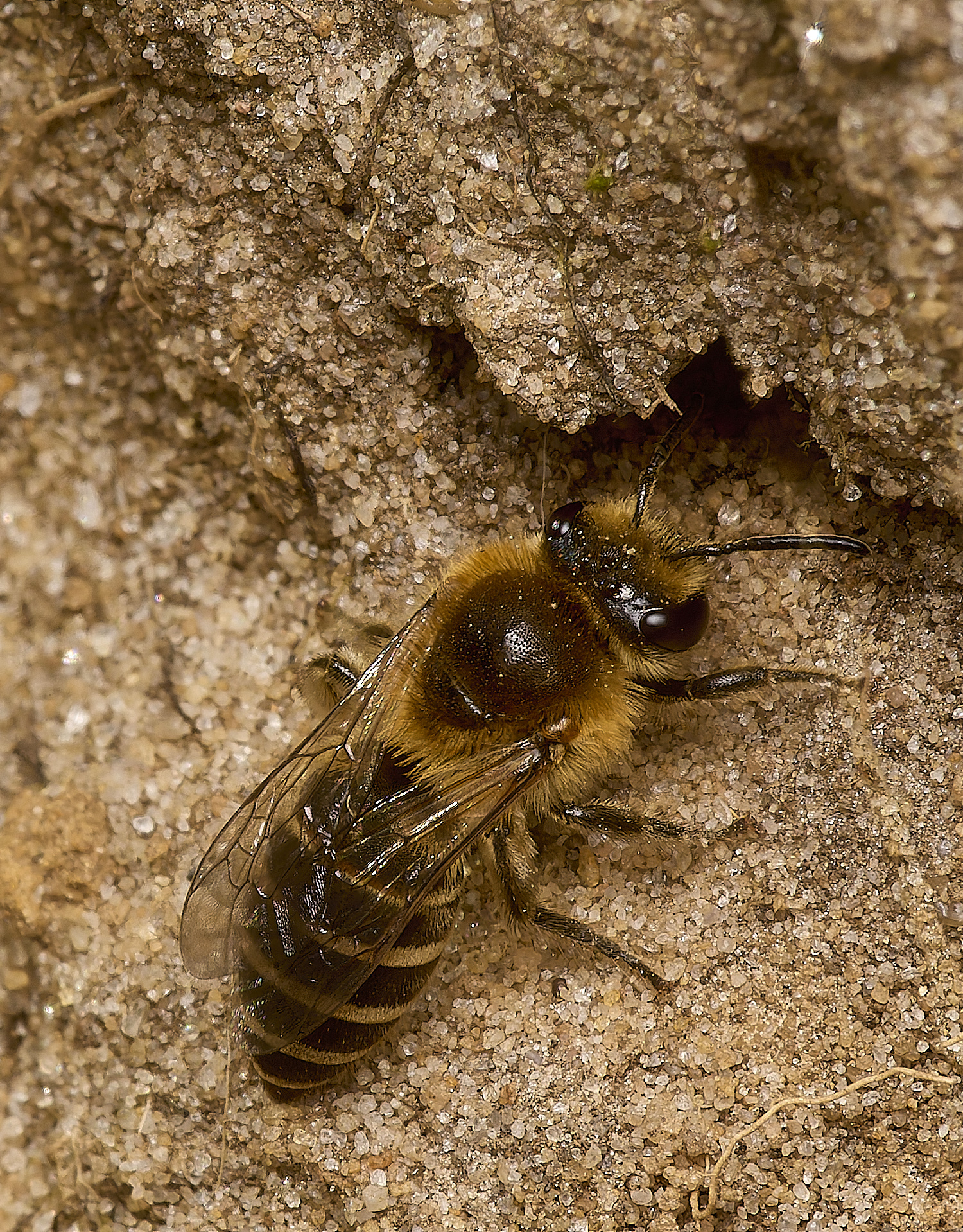 GrimstoneWarrenHeatherColletes280824-1