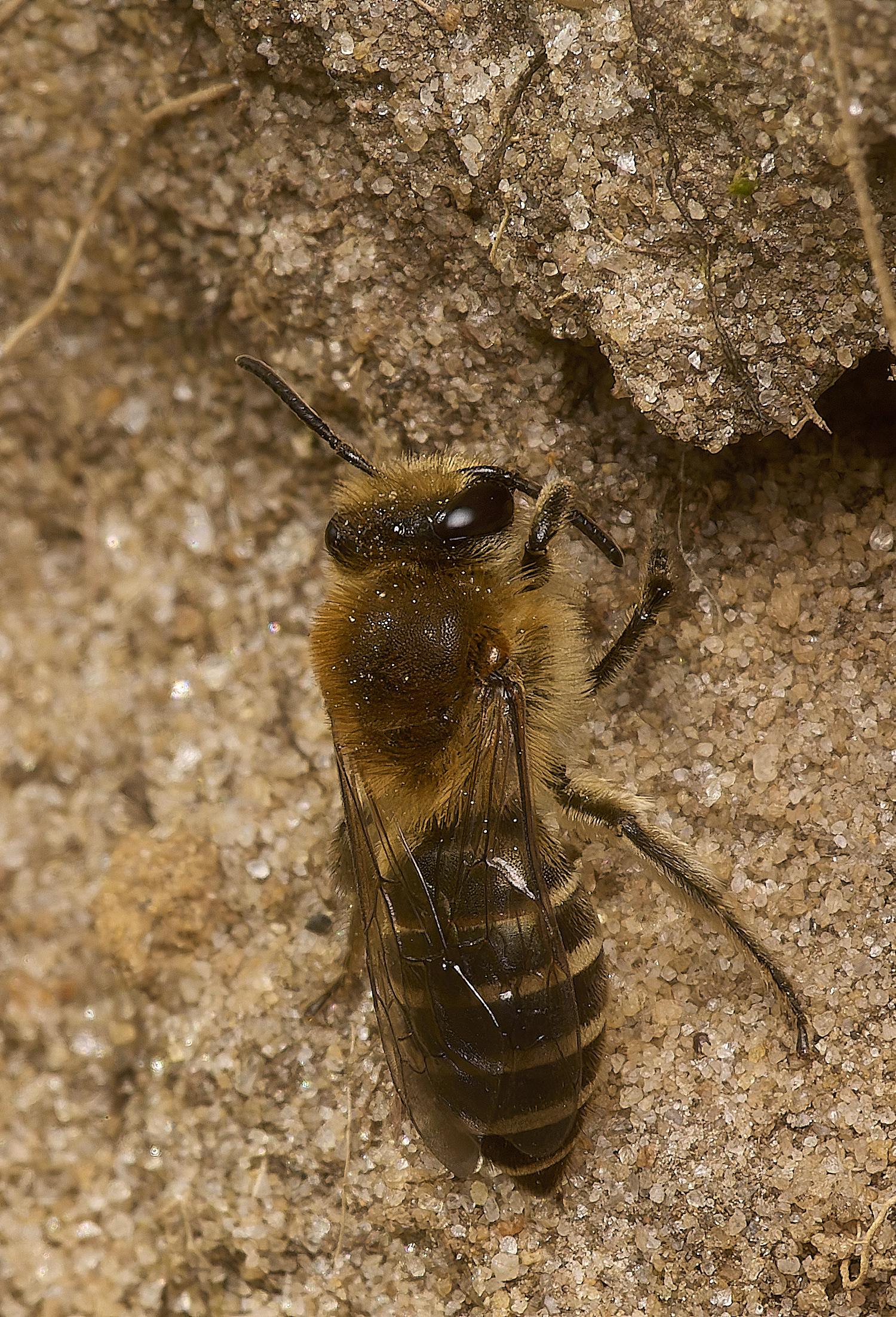 GrimstoneWarrenHeatherColletes280824-2