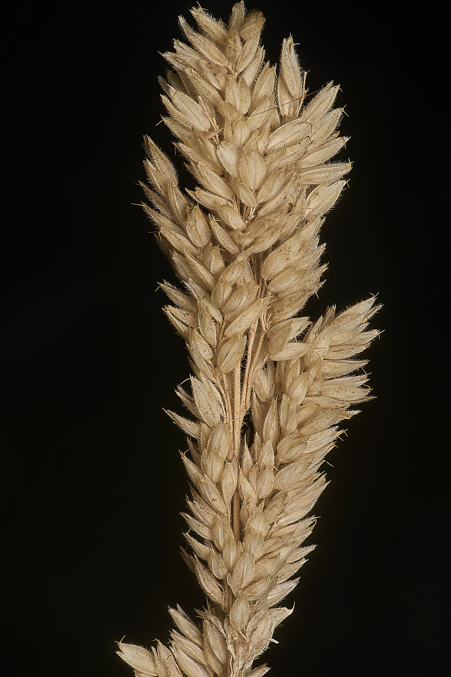 GrimstoneWarrenHlanatus280824-1