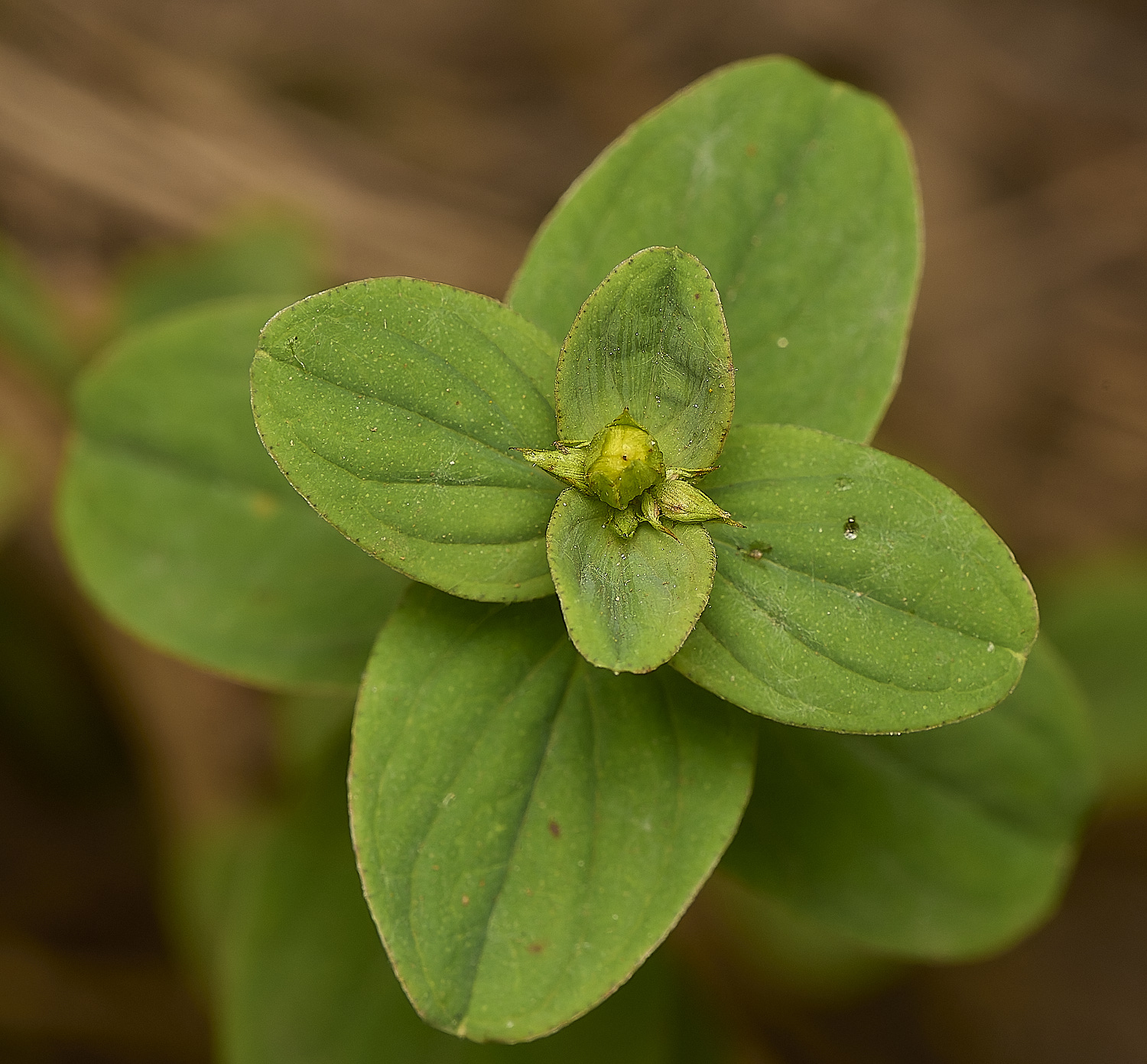 GrimstoneWarrenHypericum280824-1