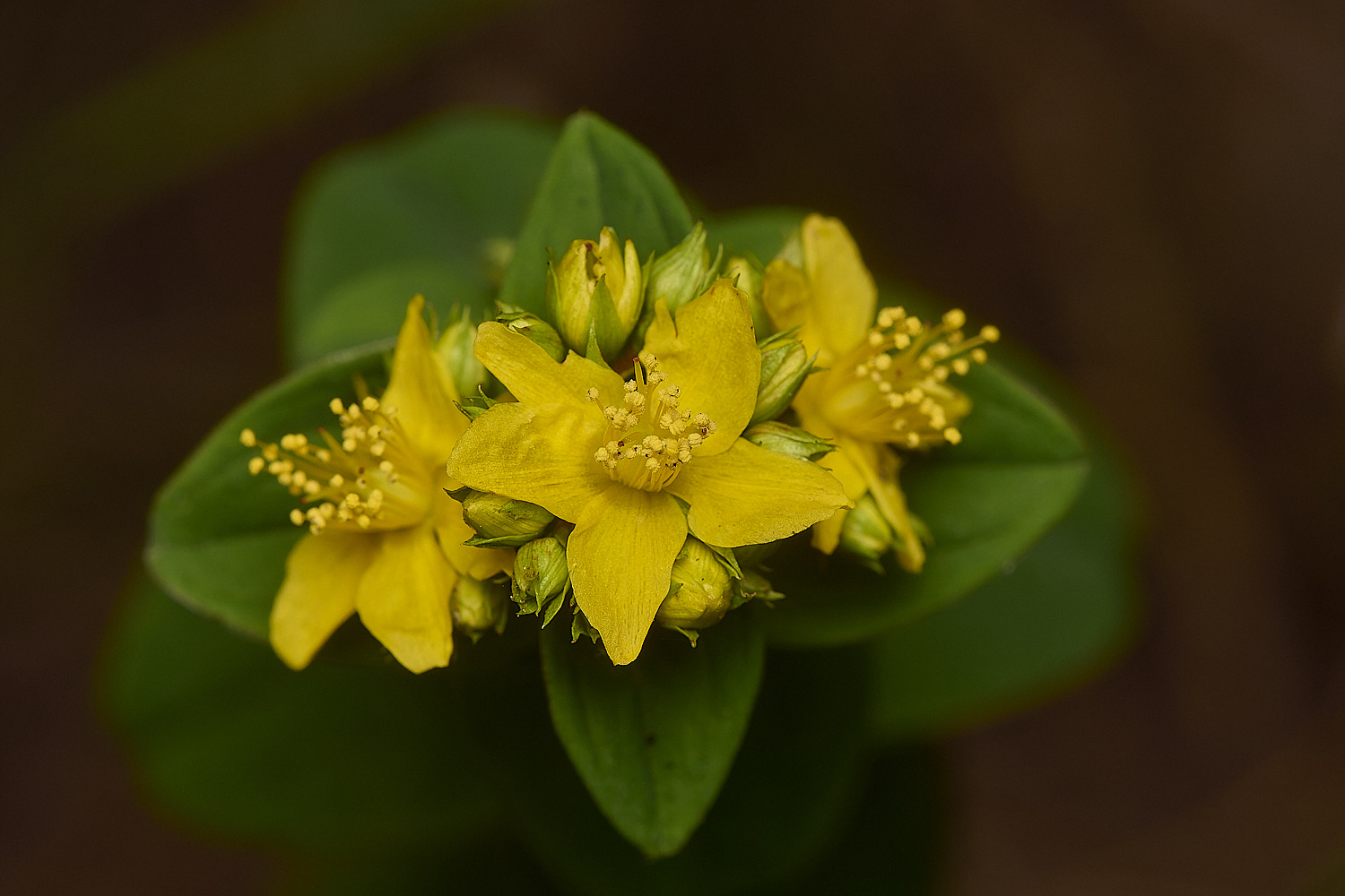 GrimstoneWarrenHypericum280824-3