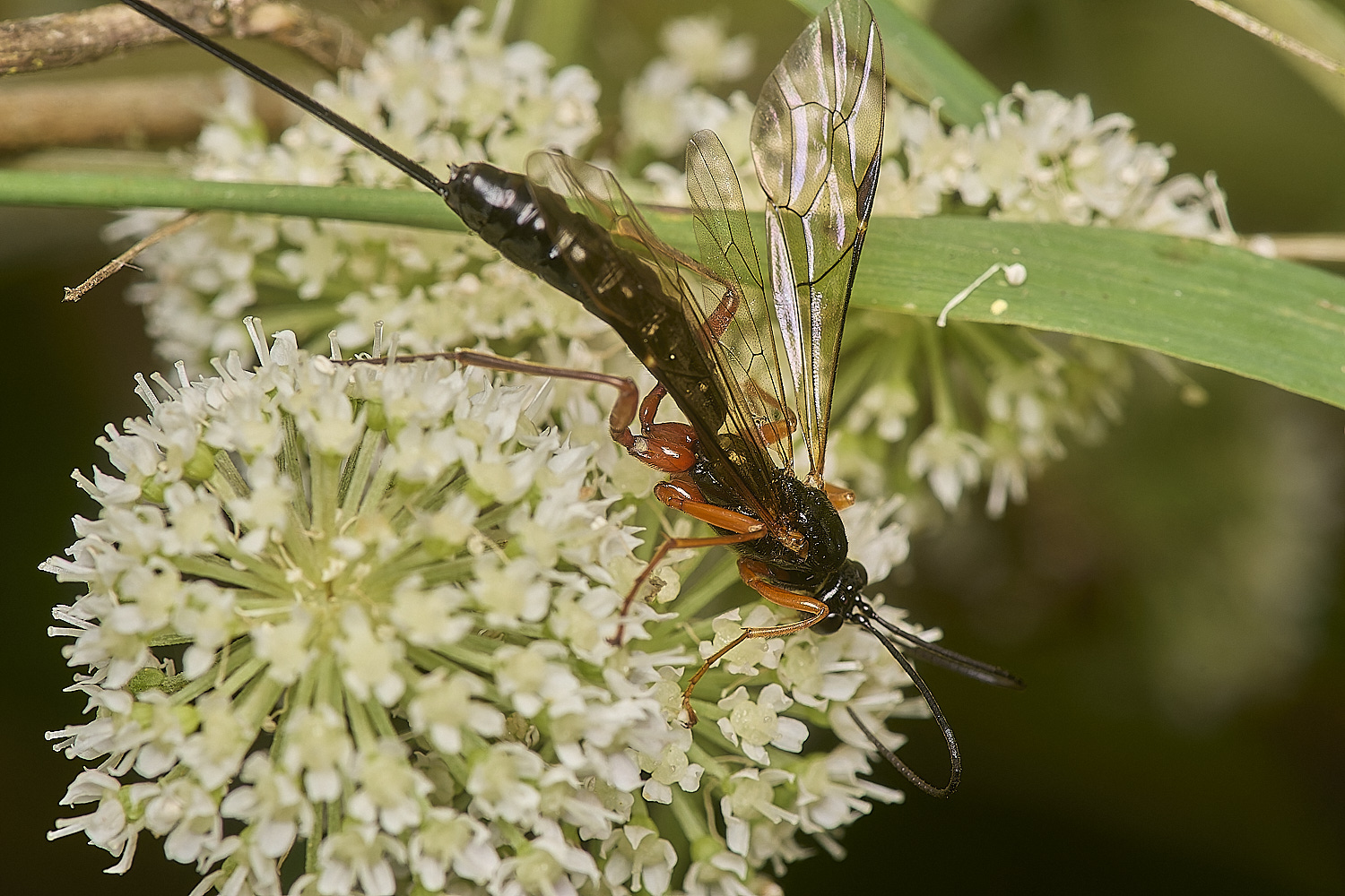 GrimstoneWarrenIchneumonSp280824-1