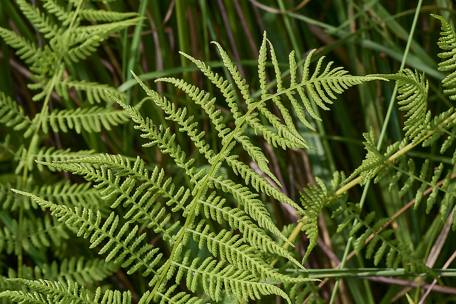 GrimstoneWarrenLadyFern280824-1