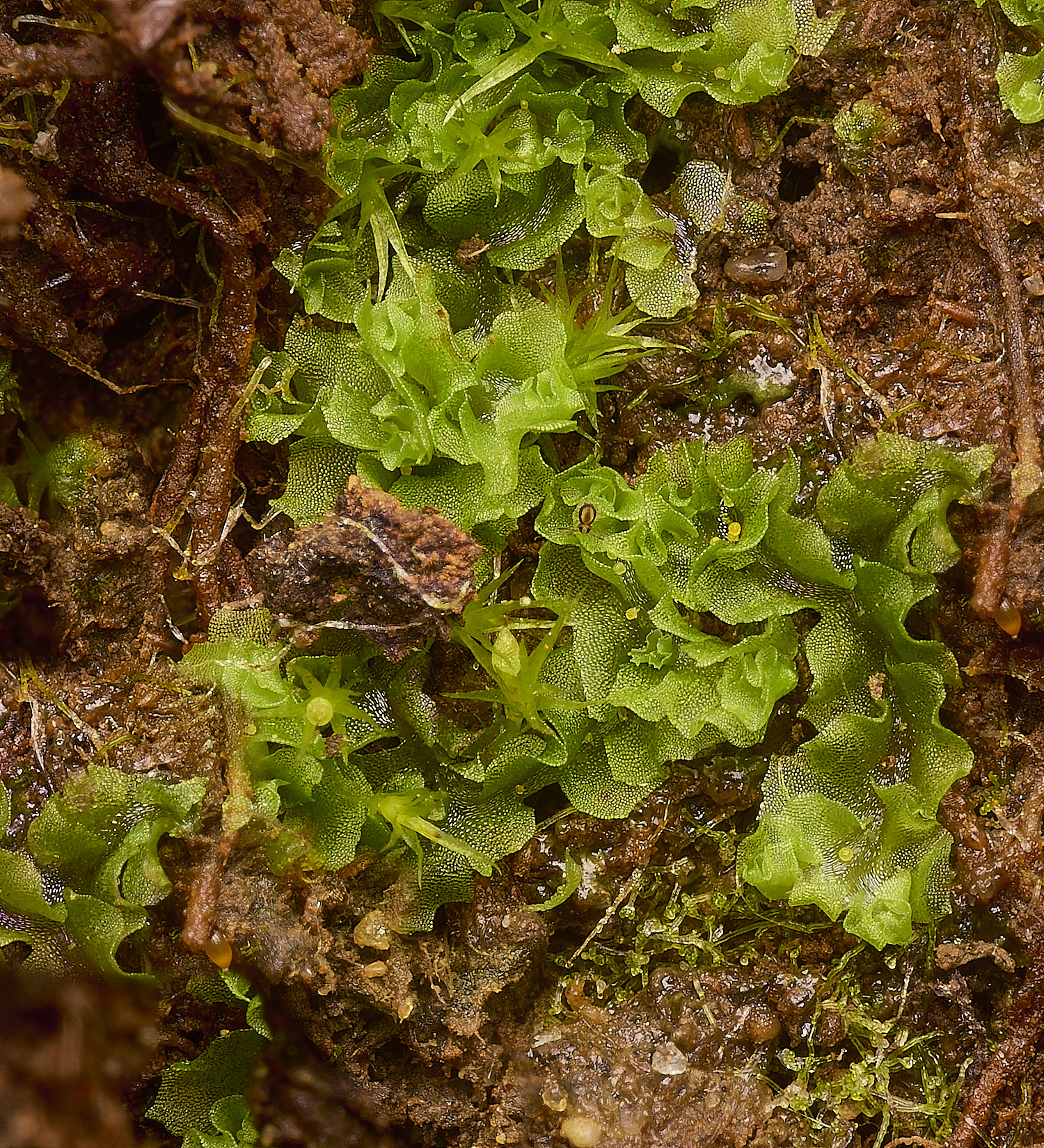 GrimstoneWarrenMoss280824-1