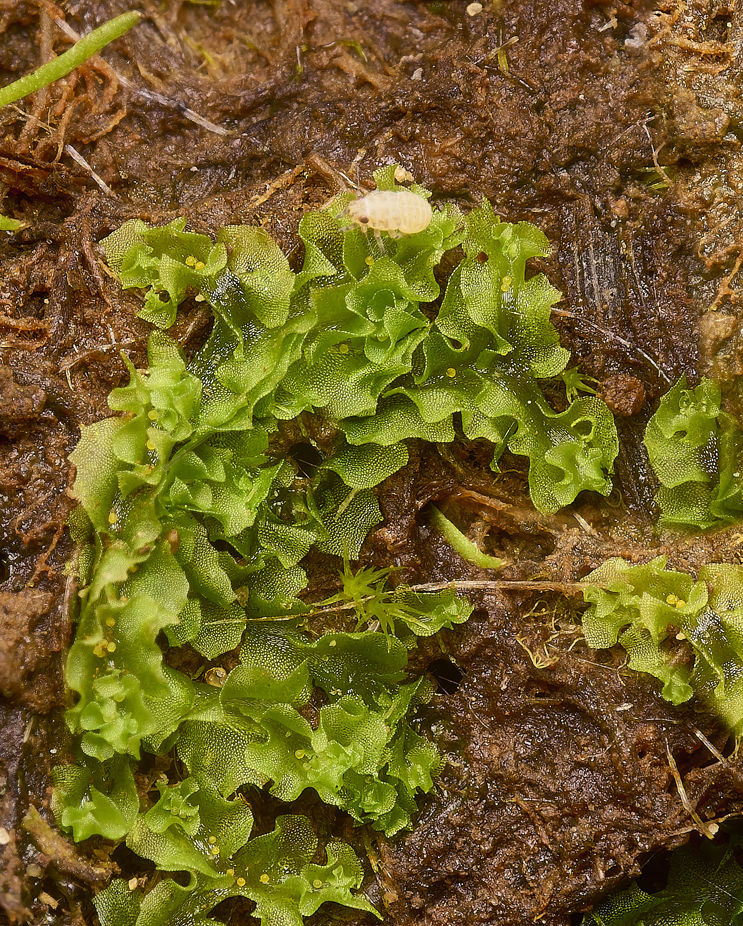 GrimstoneWarrenMoss280824-3