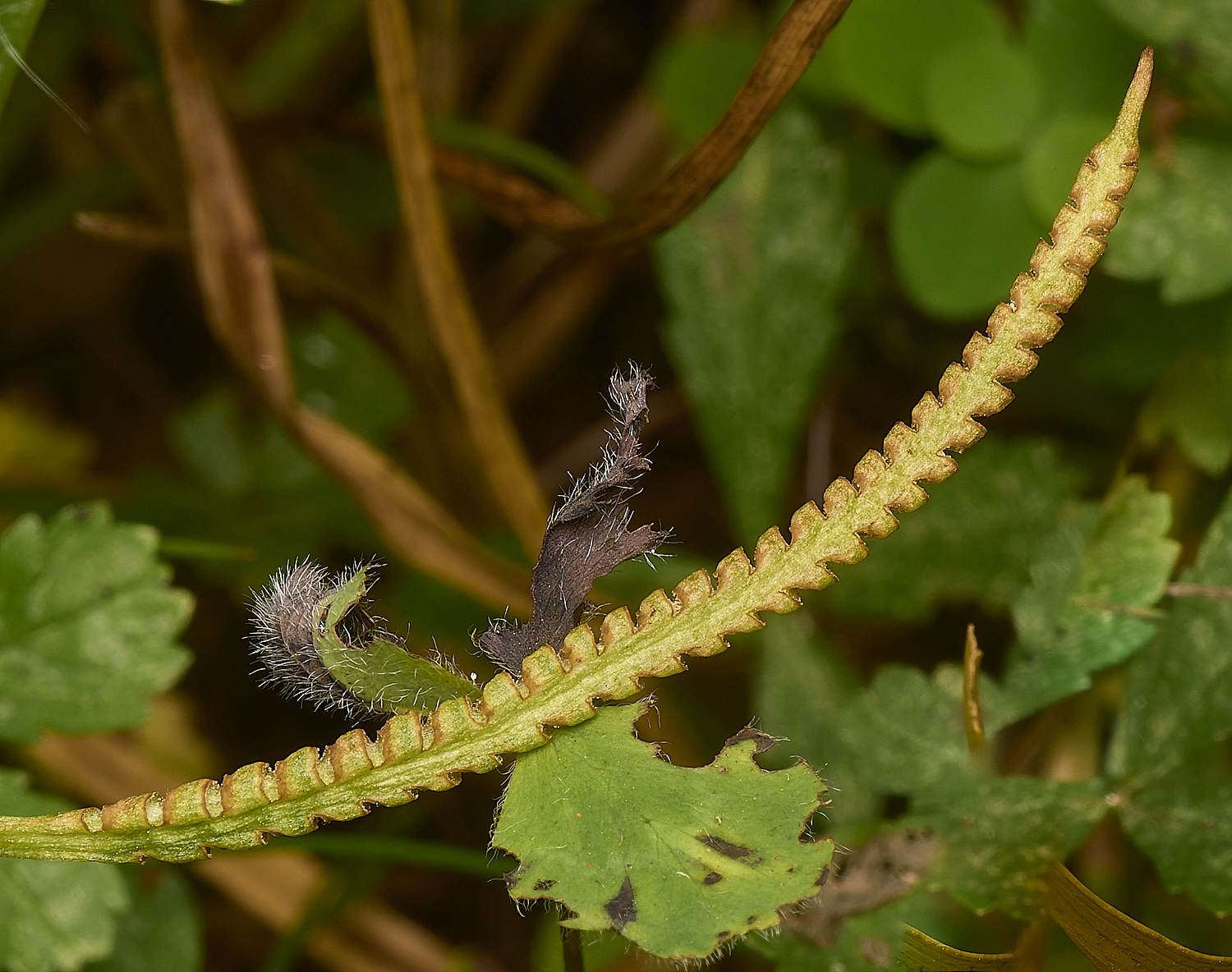 GrimstoneWarrenOphioglossum280824-2