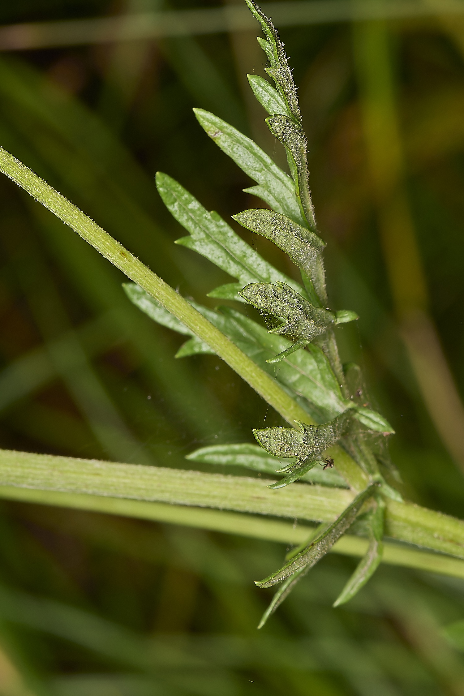 GrimstoneWarrenRagwort280824-1