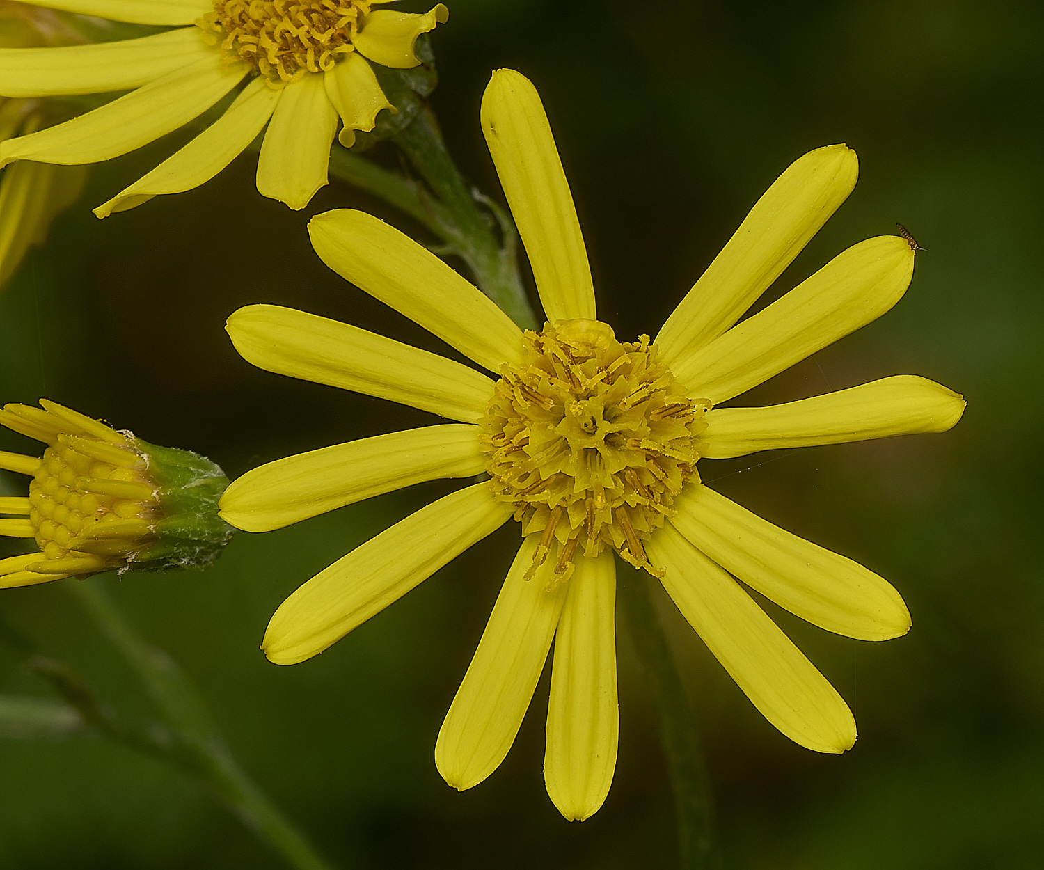 GrimstoneWarrenRagwort280824-3