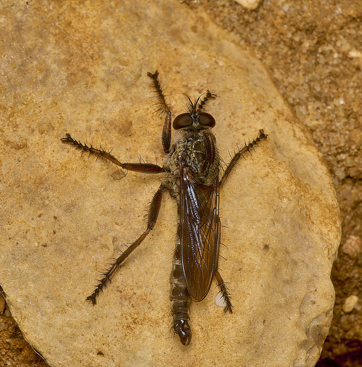 GrimstoneWarrenRobberfly280824-1