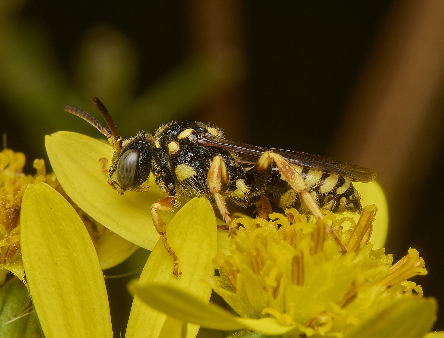 GrimstoneWarrenRuficornus280824-2