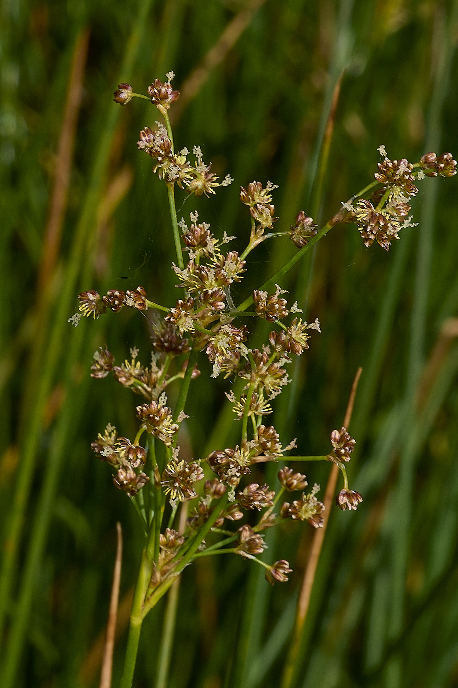 GrimstoneWarrenSubnodulosum280824-1