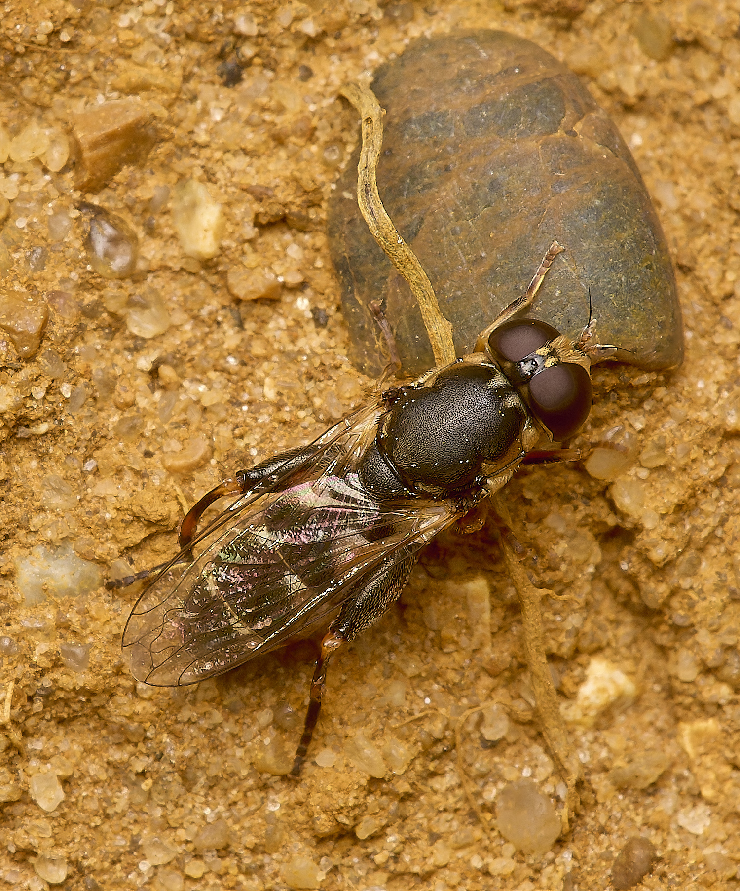 GrimstoneWarrenSyritapipiens280824-1