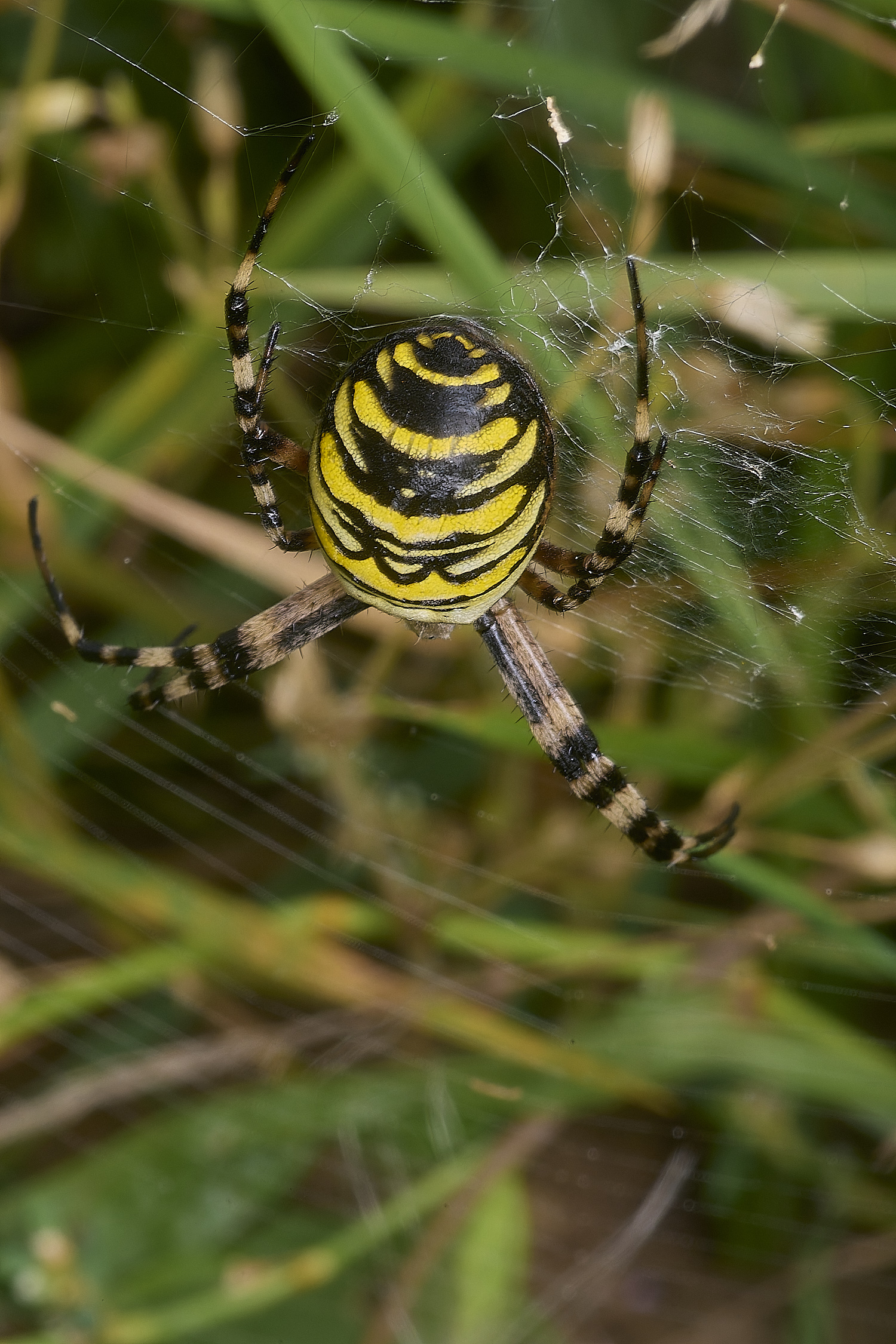 GrimstoneWarrenWaspSpider280824-1