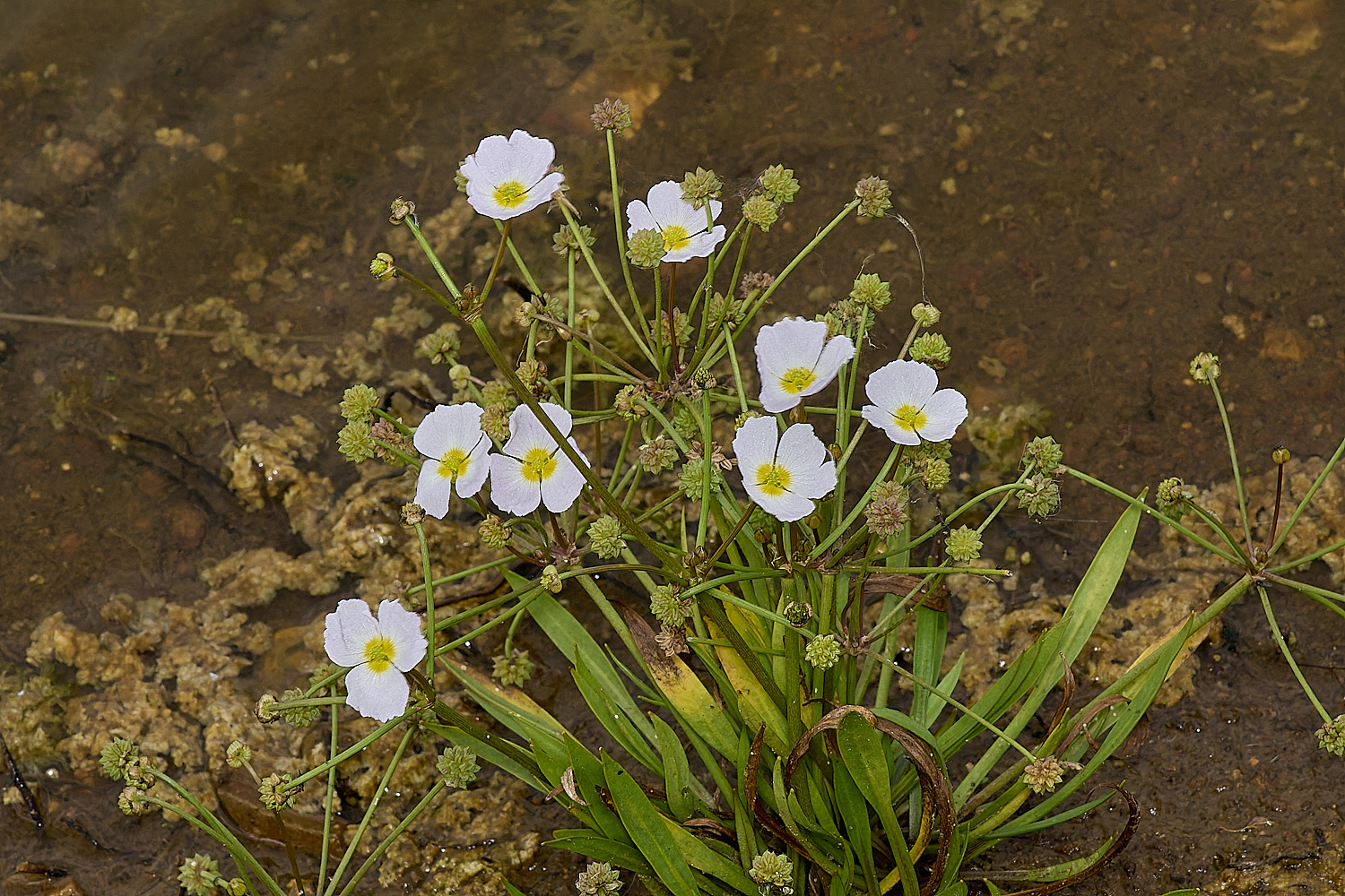 GrimstoneWarrenWater280824-3 1