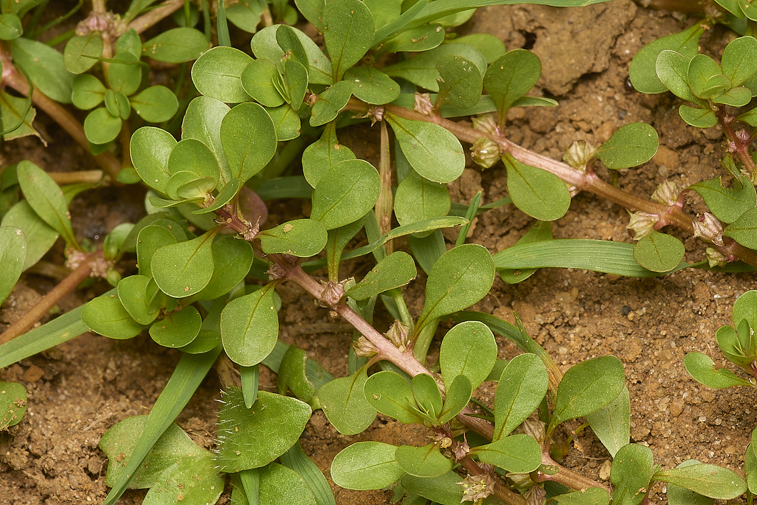 GrimstoneWarrenWaterPurslane280824-1