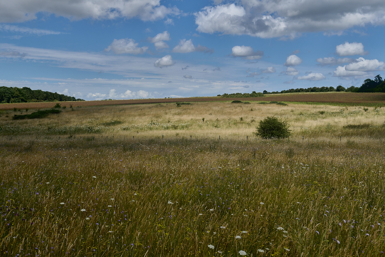 GrimstonHeath270724-3-NEF-