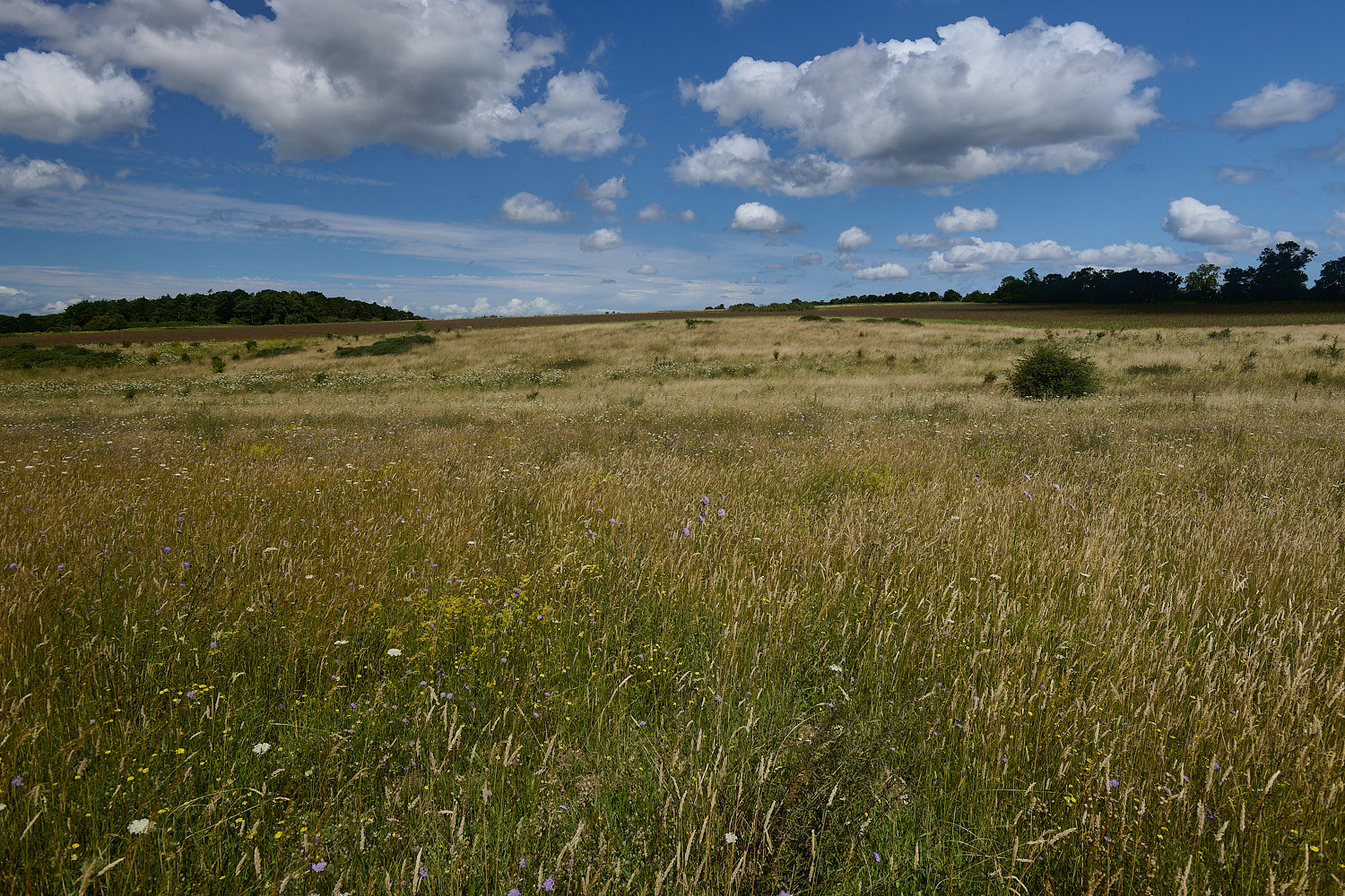 GrimstonHeath270724-4-NEF-