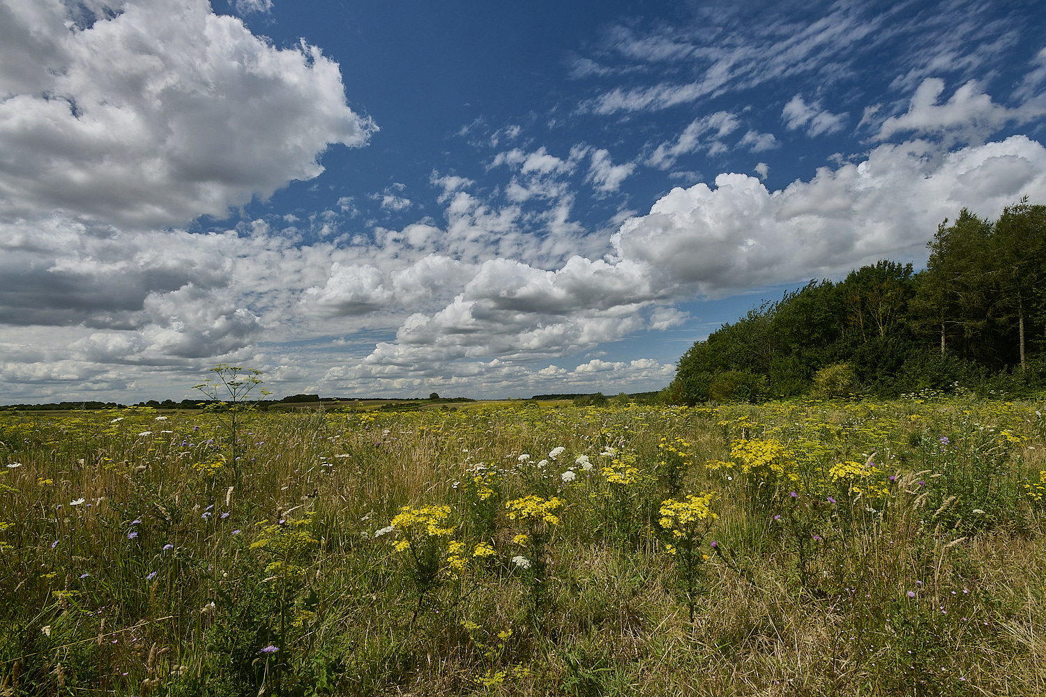 GrimstonHeath270724-7-NEF-