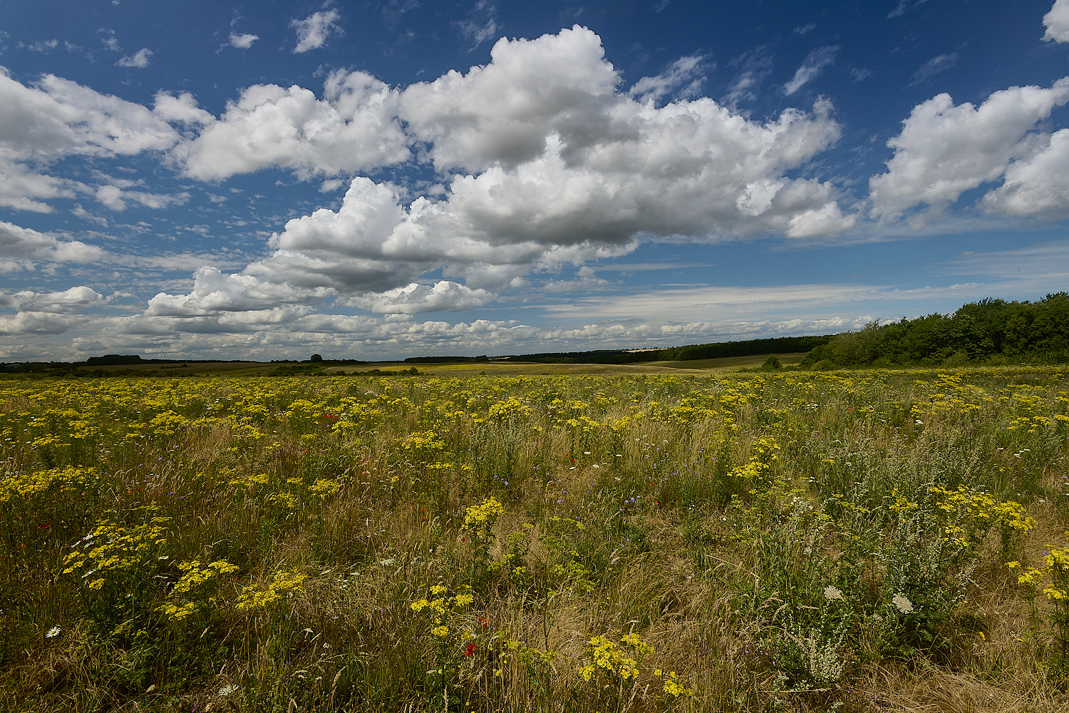 GrimstonHeath270724-8-NEF-