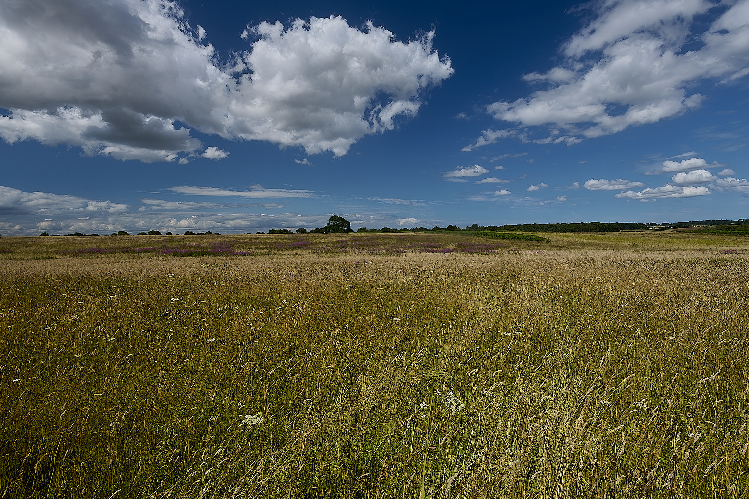 GrimstonHeath270724-9-NEF-