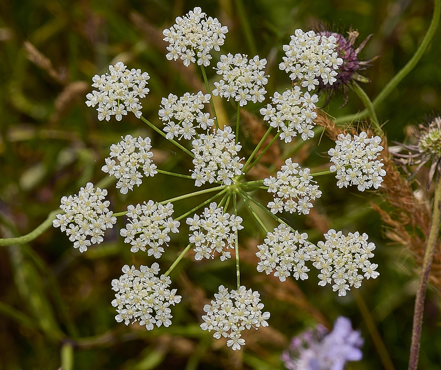 GrimstonHeathBirnetSaxifrage270724-1-NEF-