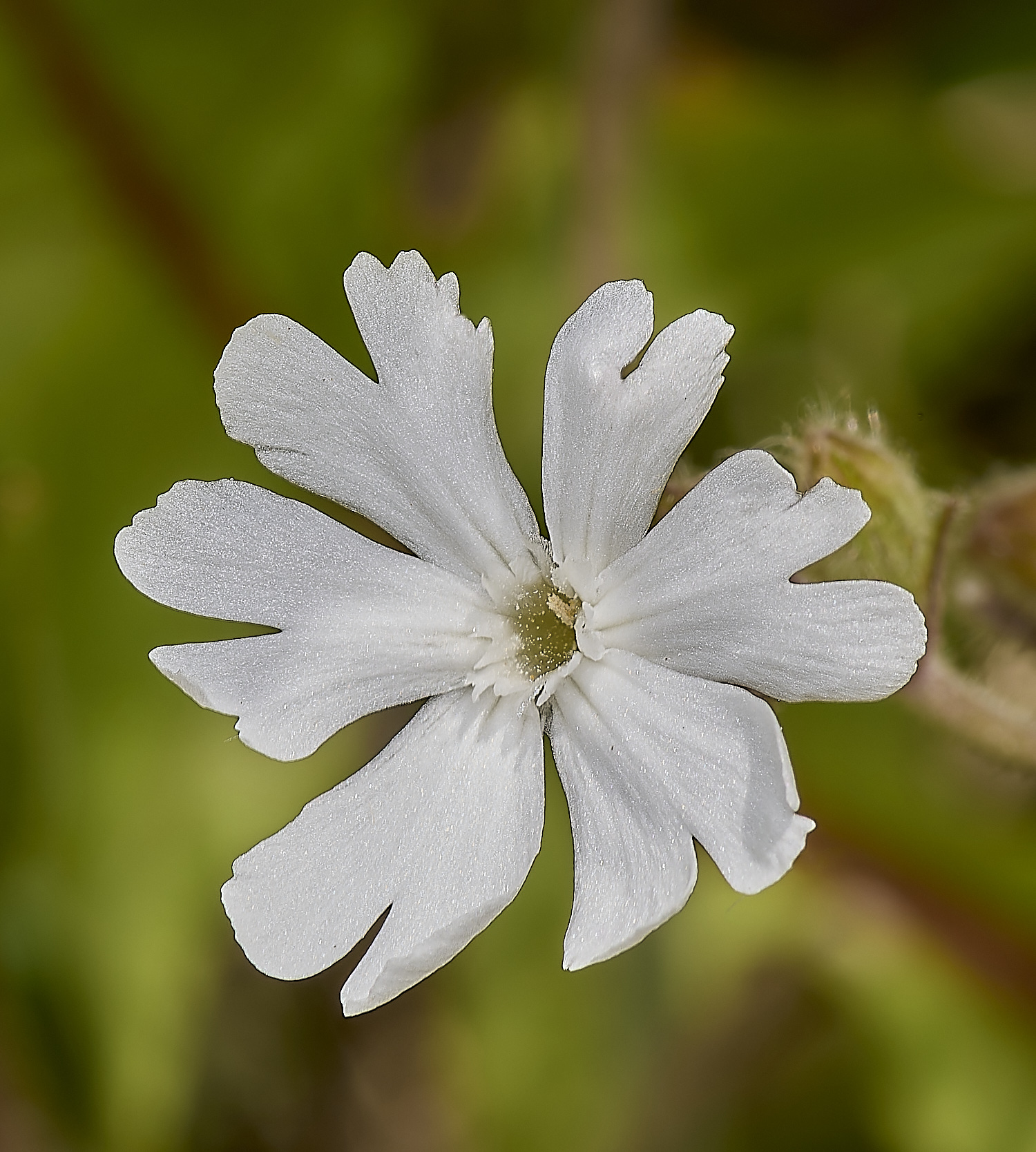 GrimstonHeathCatchfly270724-2-NEF-