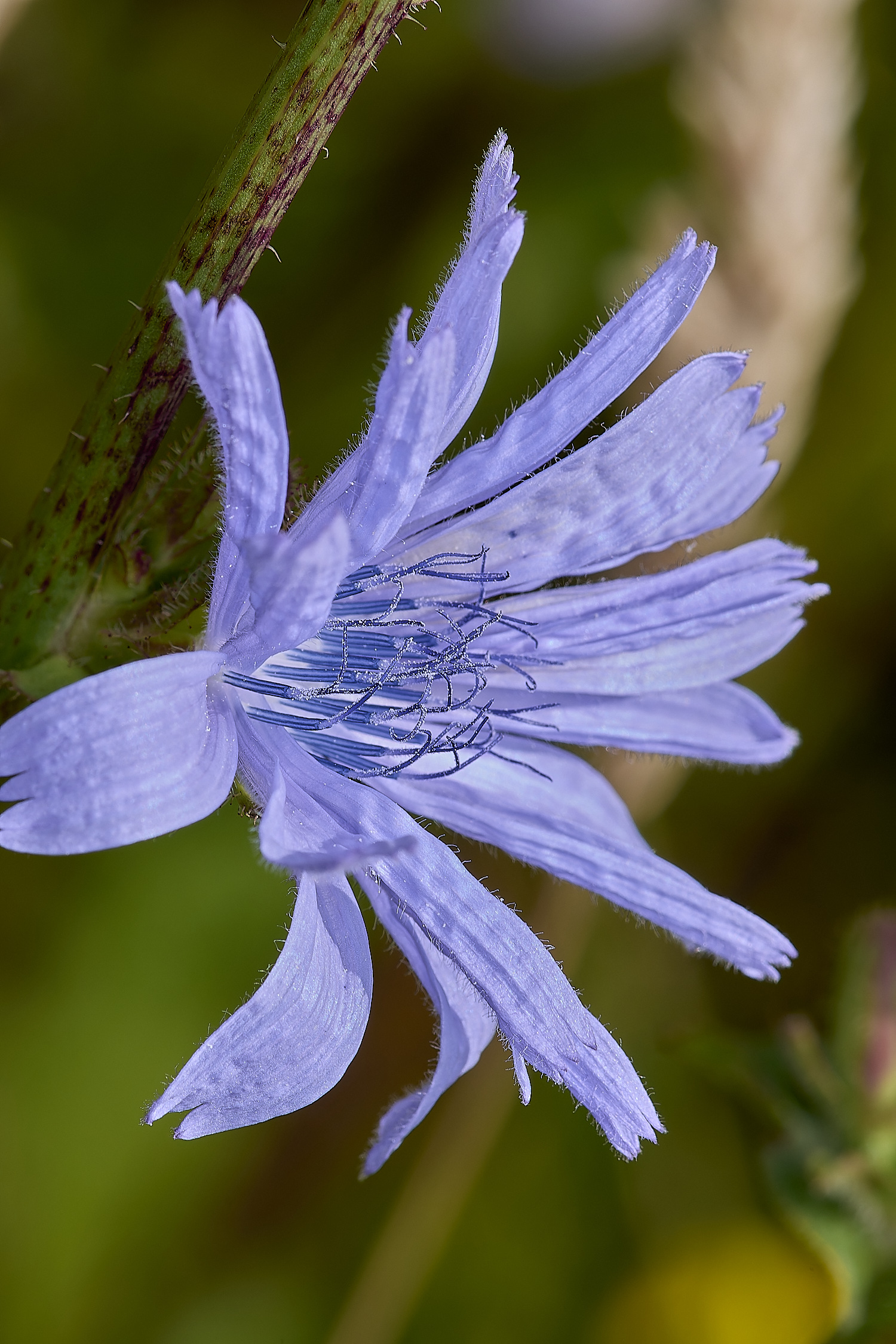 GrimstonHeathComfrey270724-1-NEF-