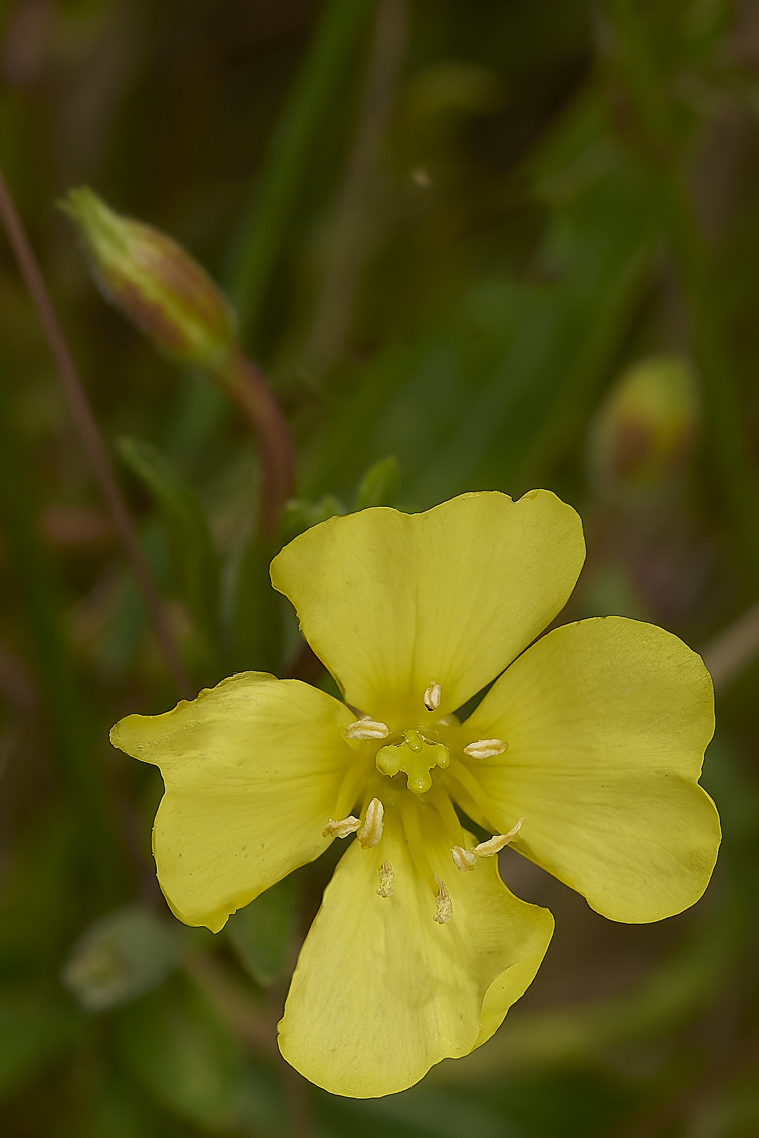 GrimstonHeathEveningPrimrose270724-3-NEF-