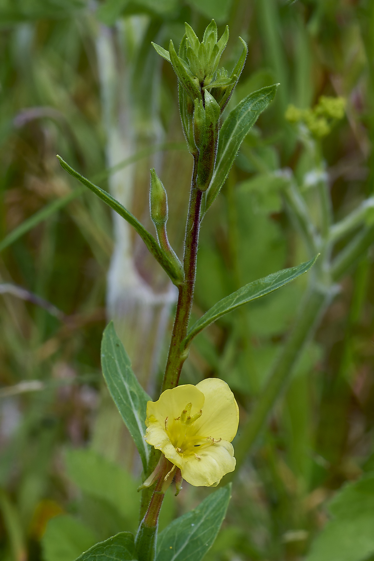 GrimstonHeathEveningPrimrose270724-5-NEF-