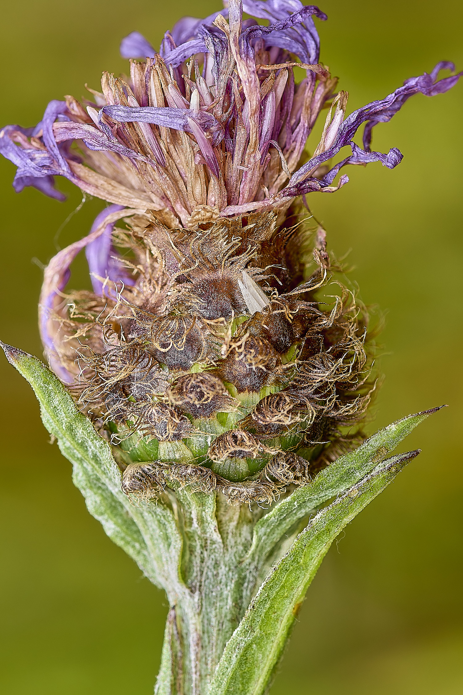 GrimstonHeathKnapweed270724-1-NEF-