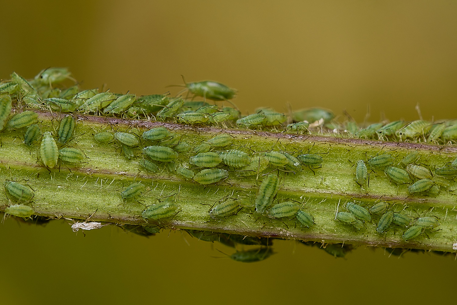 GrimstonHeathParsnipAphid270724-5-NEF-