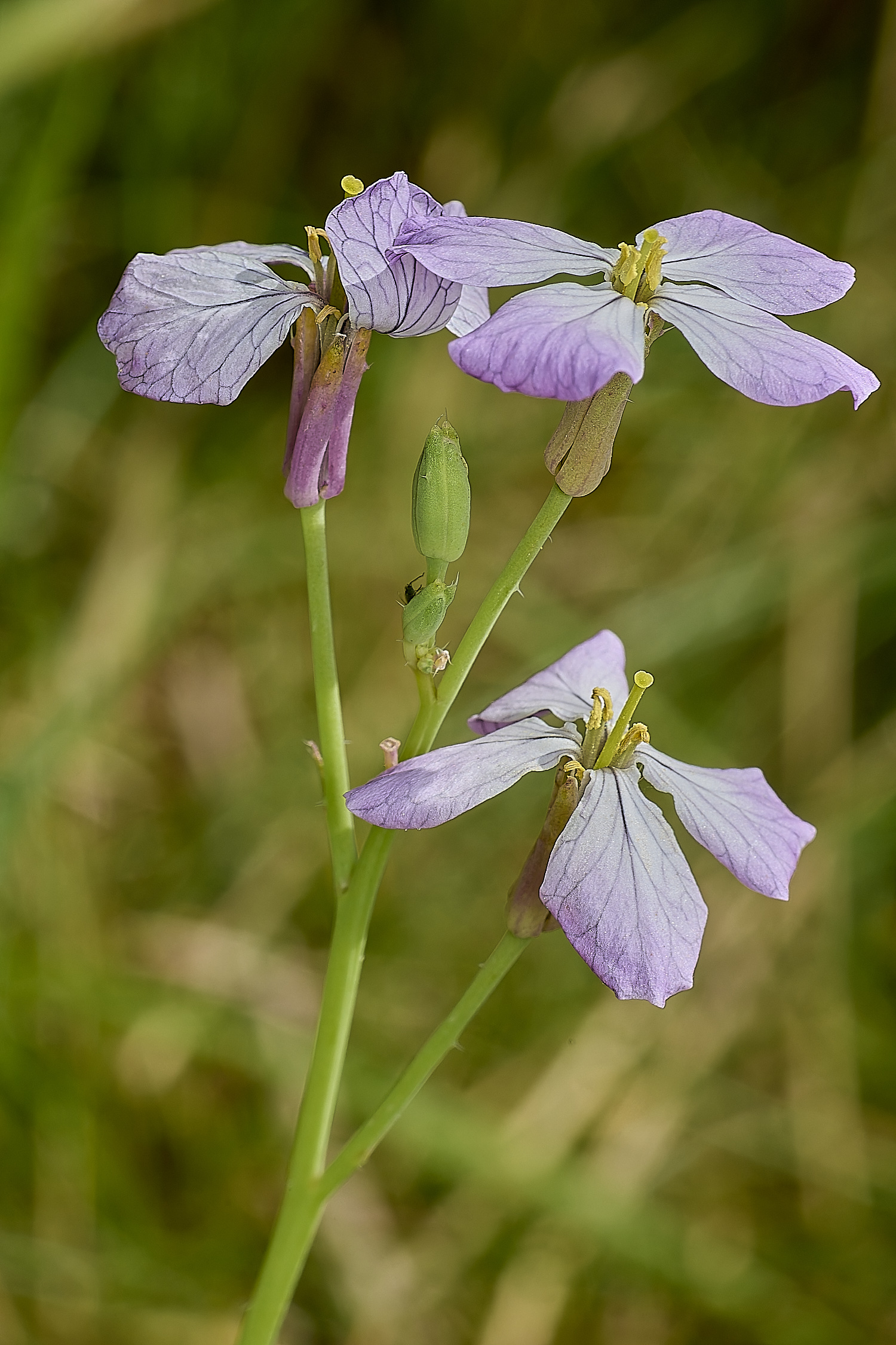 GrimstonHeathRadish270724-1-NEF-