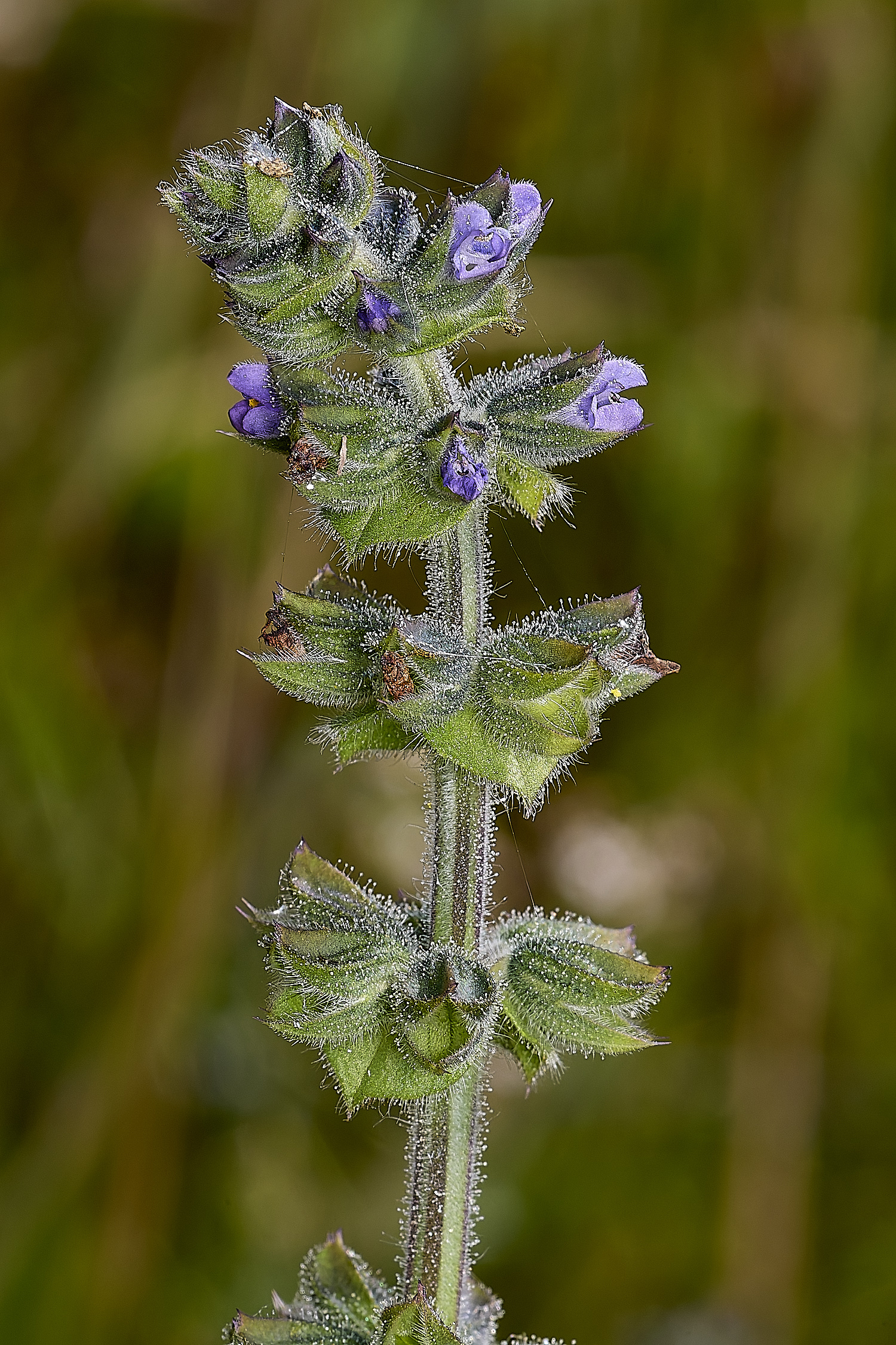 GrimstonHeathSalvia270724-1-NEF-