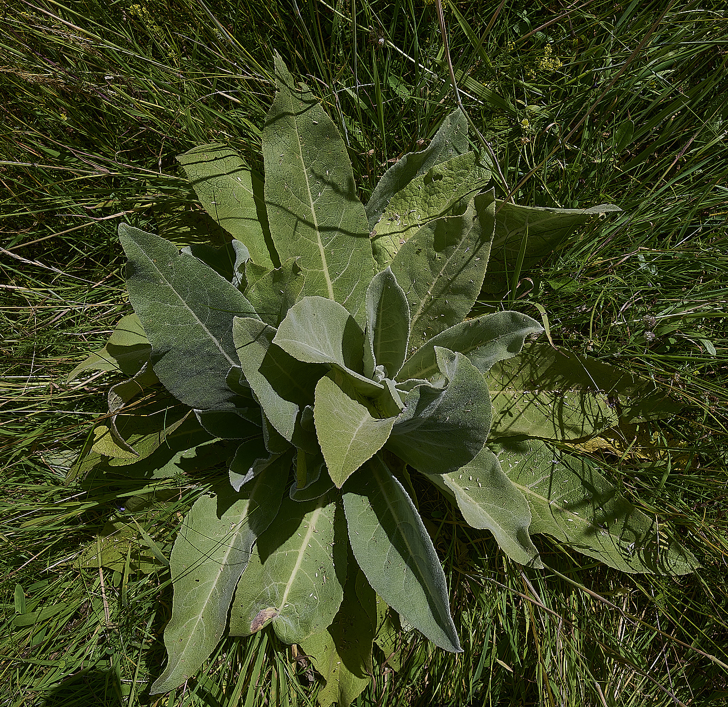 GrimstonHeathVerbascum270724-1-NEF-