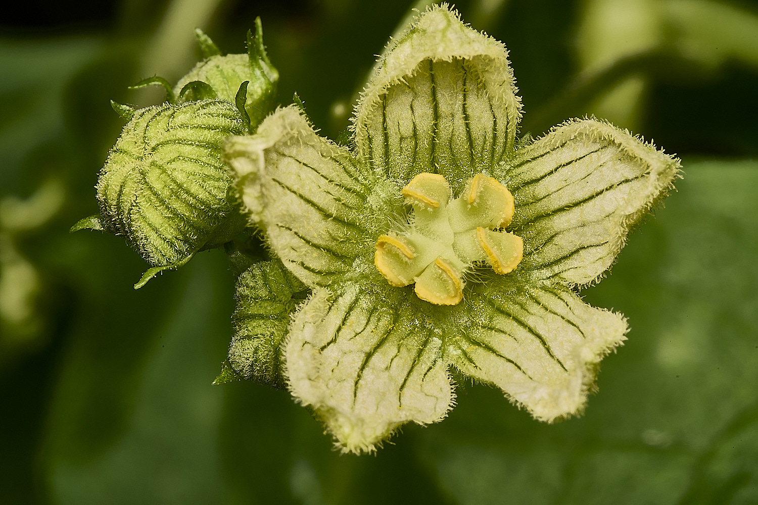 GrimstonHeathWhiteBryony270724-1-NEF-