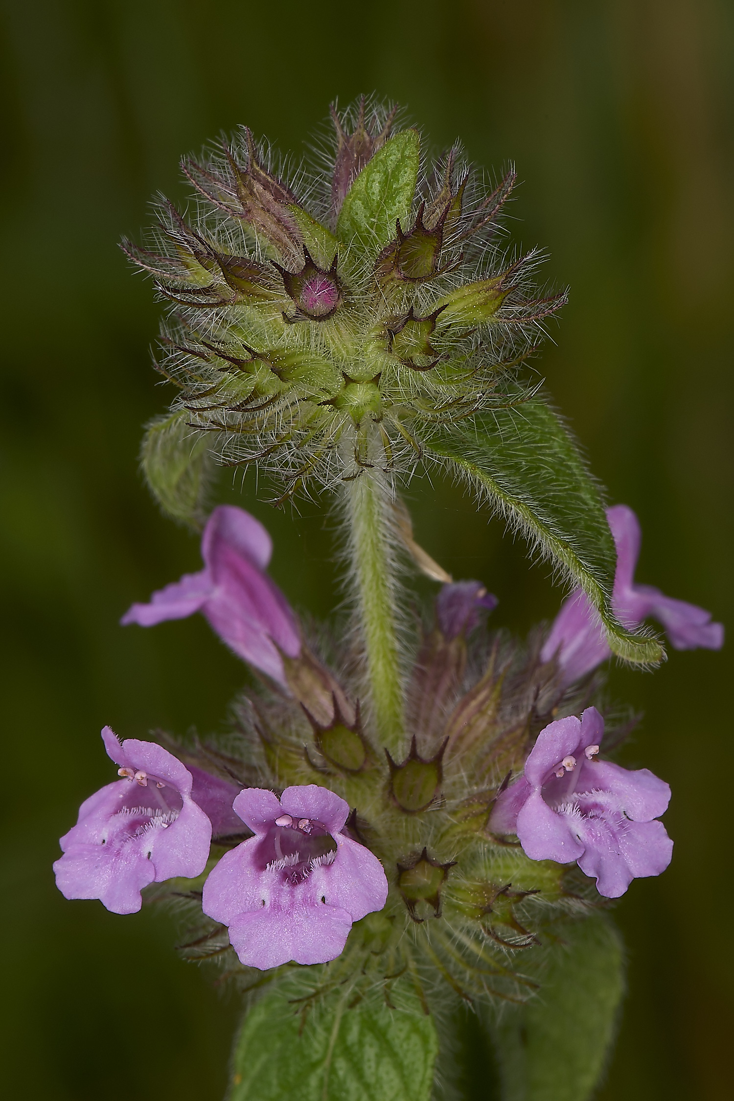 GrimstonHeathWildBasil270724-1-NEF-