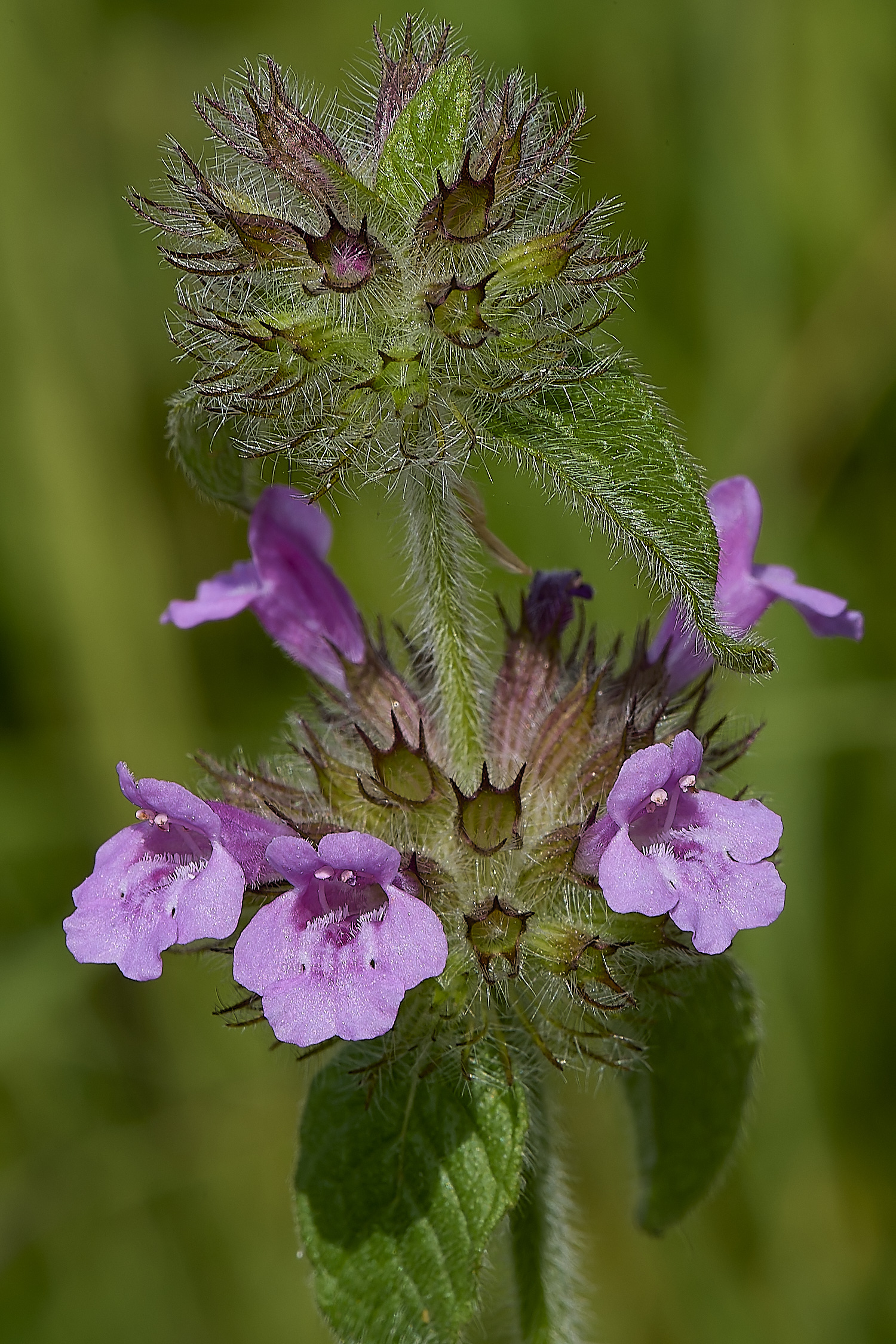 GrimstonHeathWildBasil270724-3-NEF-